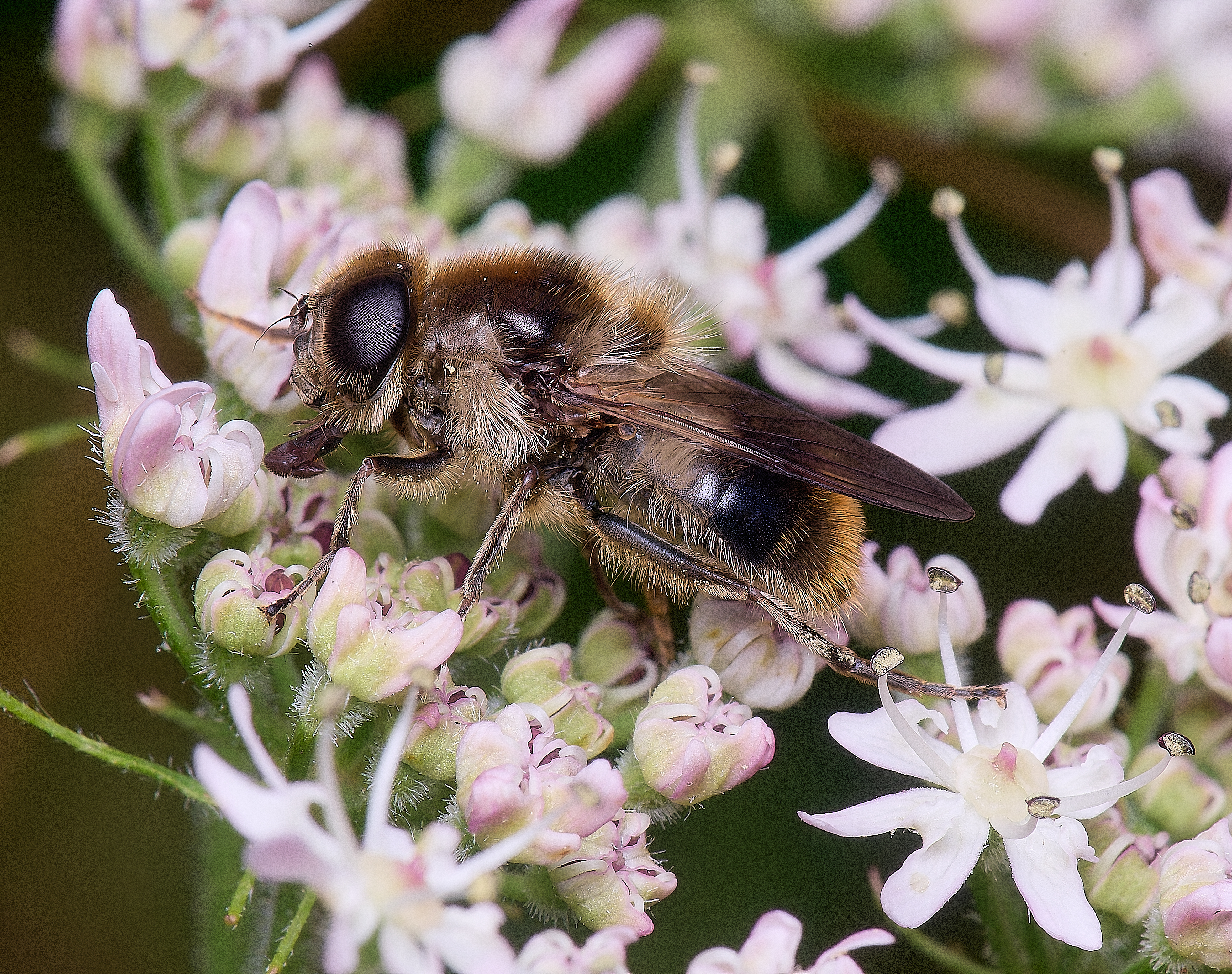 HanworthHover180725-4