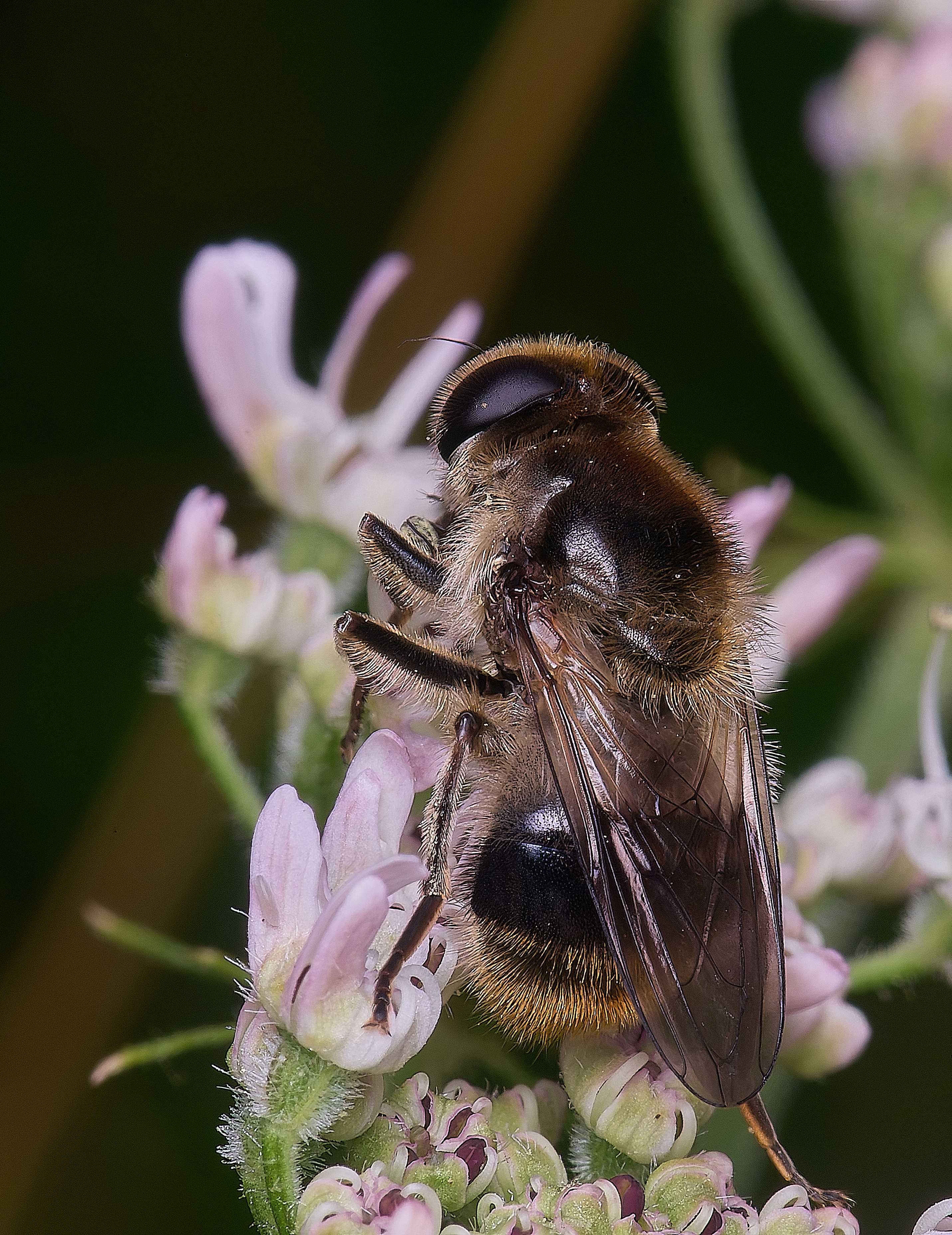 HanworthHover180725-5