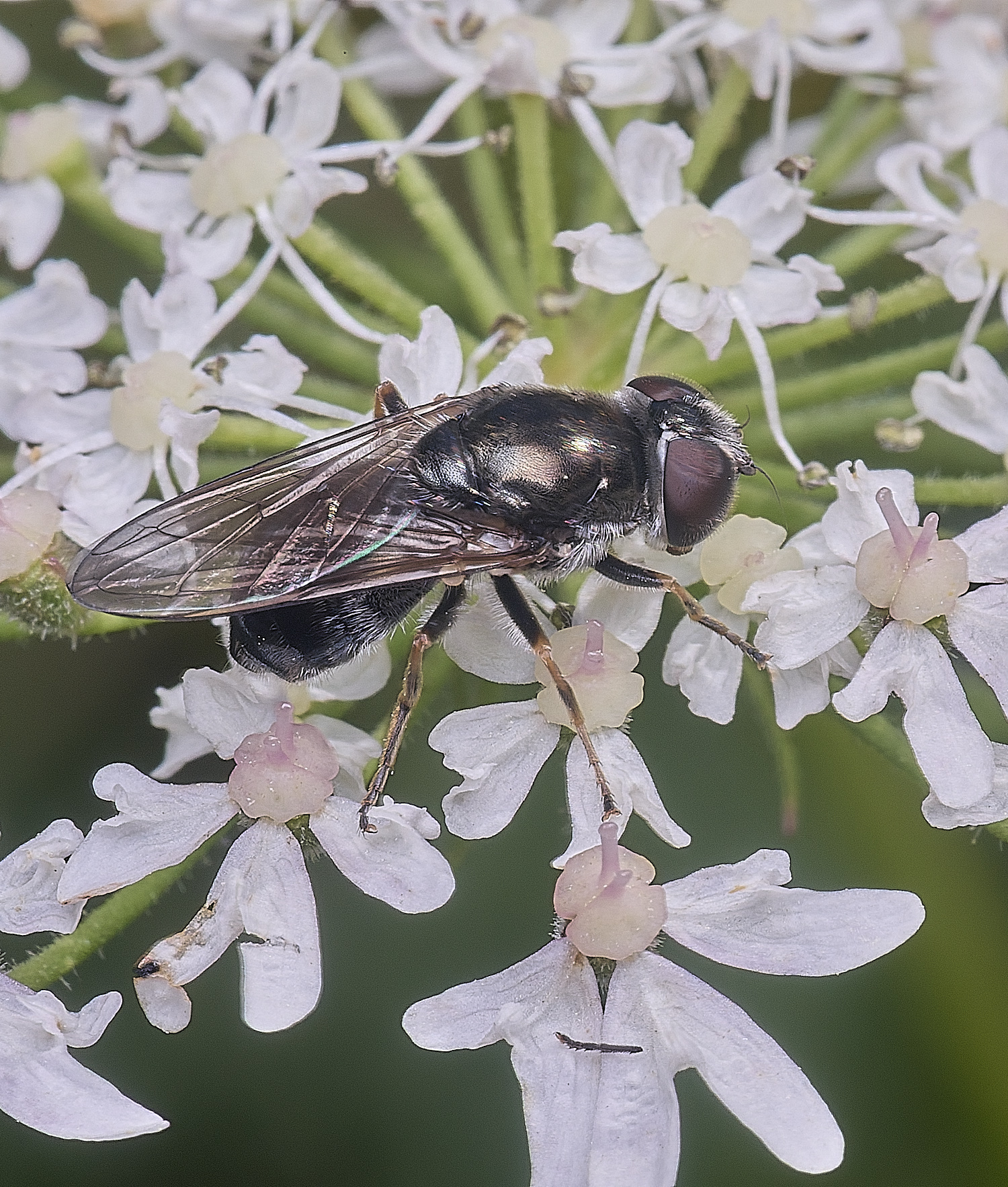 HanworthHoverfly250725-1