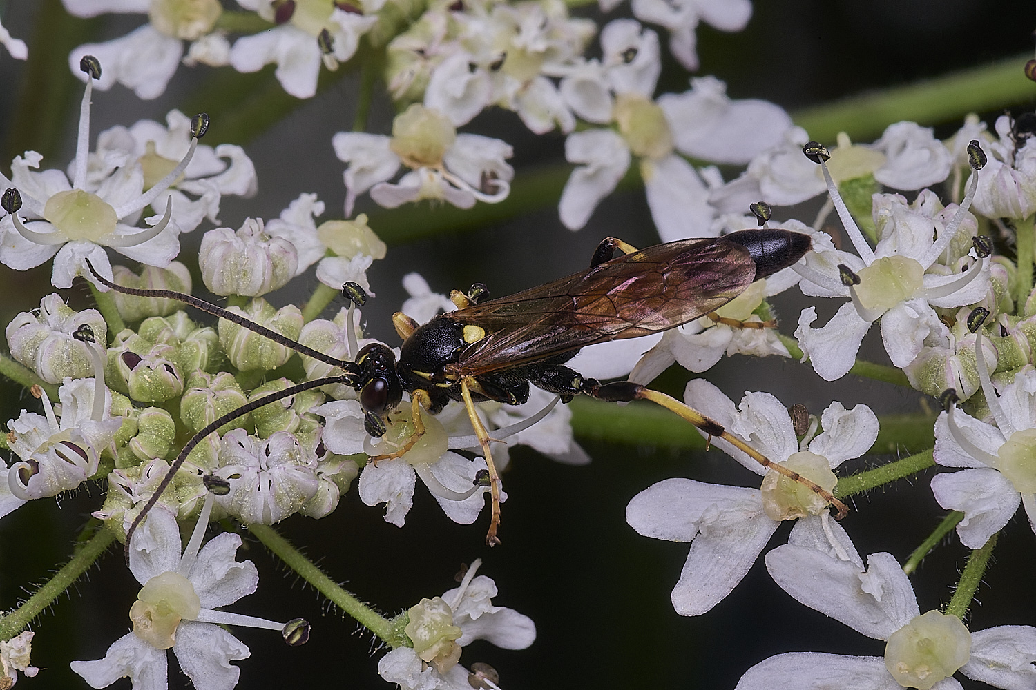 HanworthIchneumon260725-1