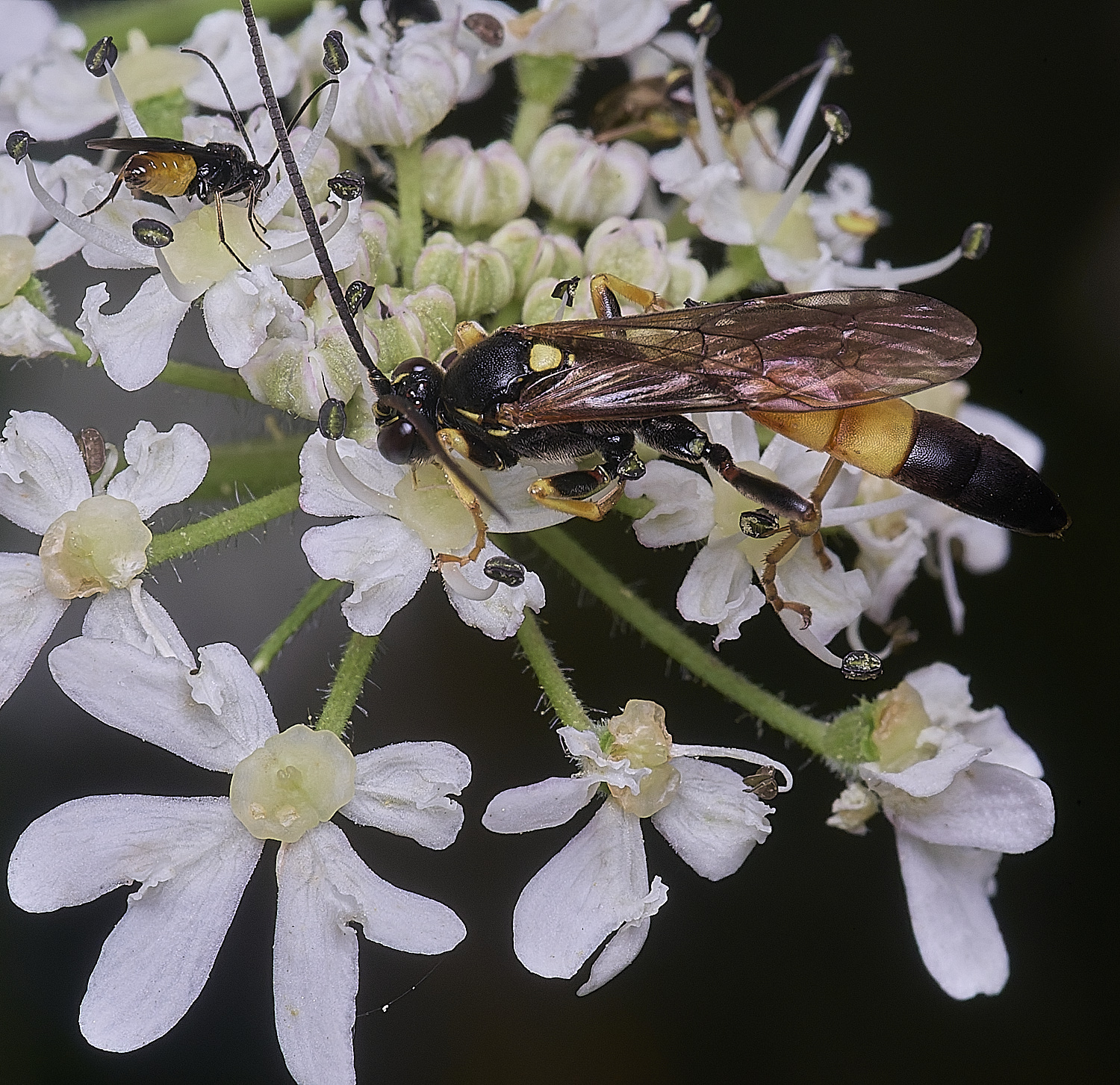 HanworthIchneumon260725-3
