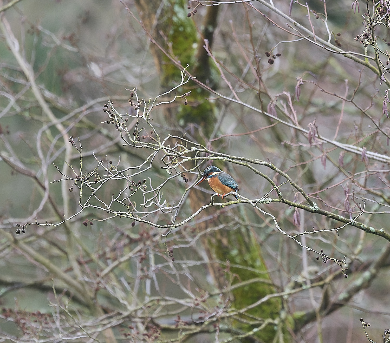 HanworthKingfisher171225-1