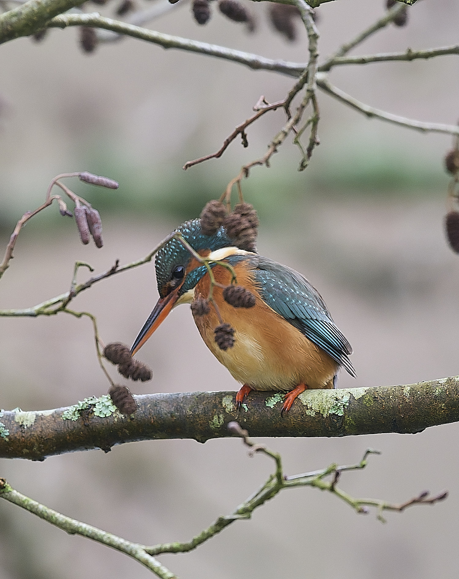HanworthKingfisher171225-2