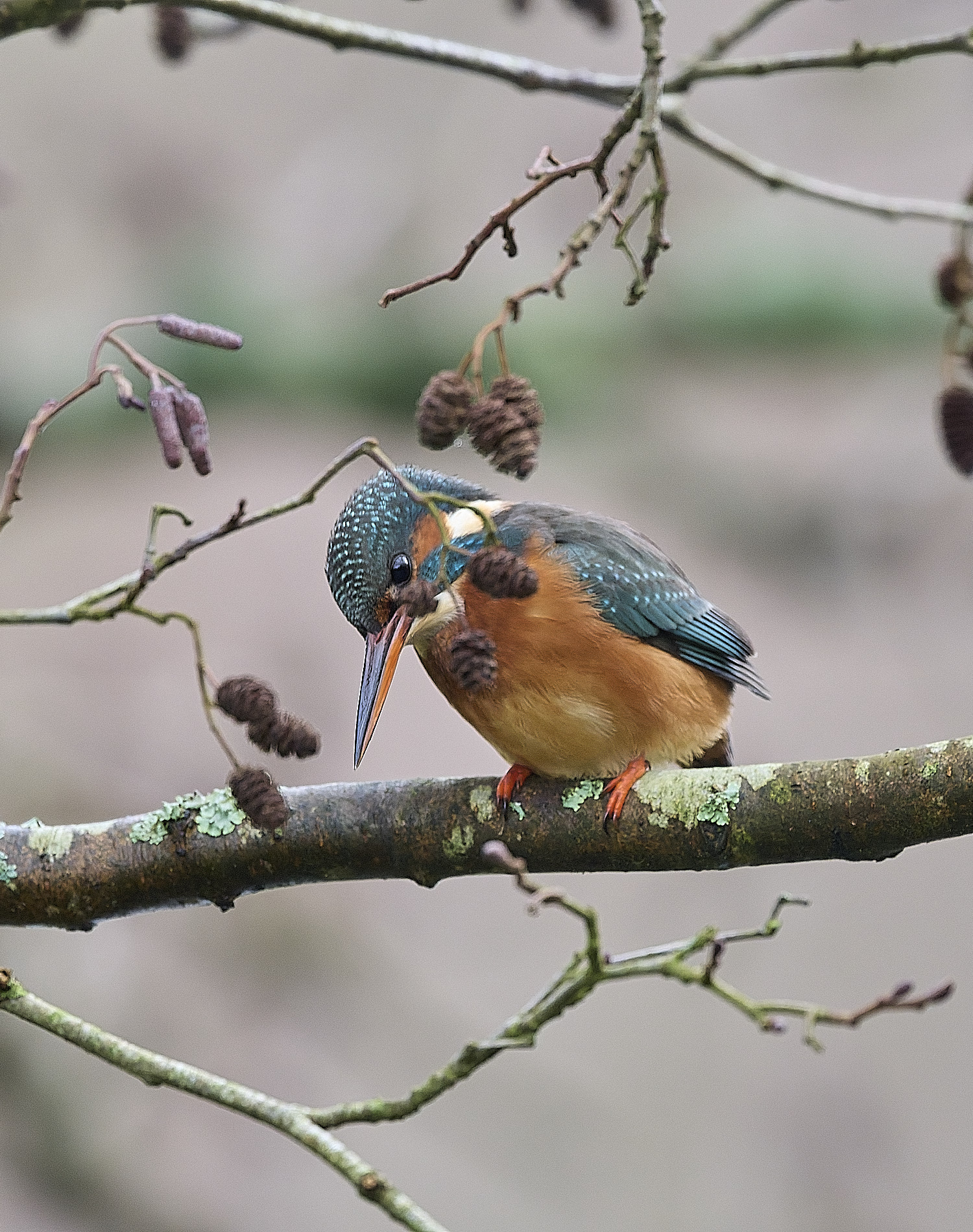 HanworthKingfisher171225-3 1