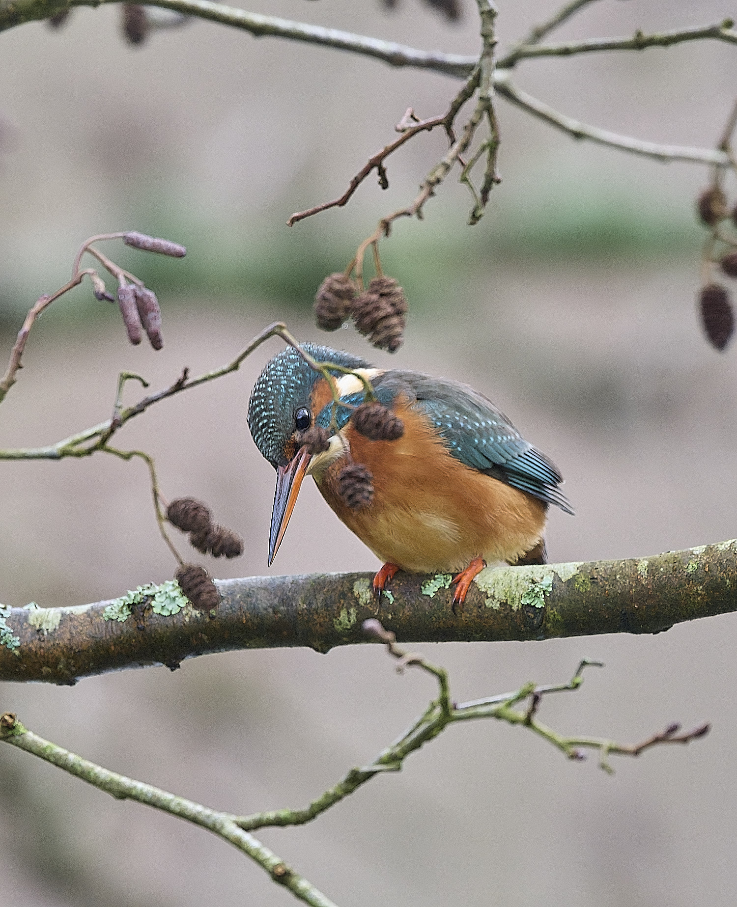 HanworthKingfisher171225-3