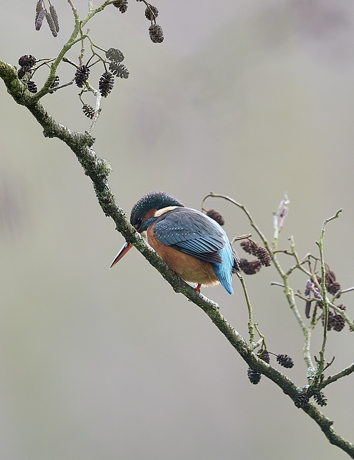 HanworthKingfisher171225-4