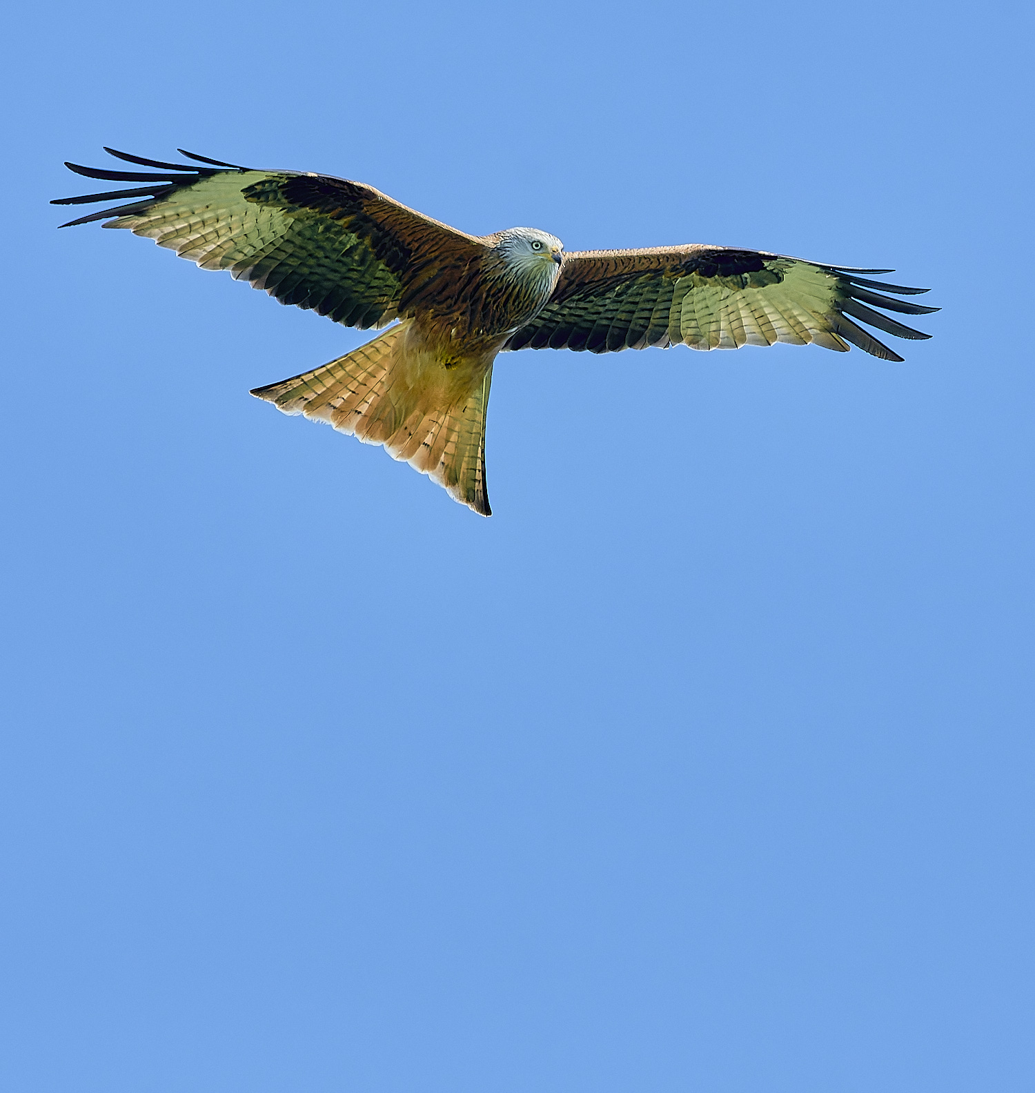 HanworthKite200525-1 1