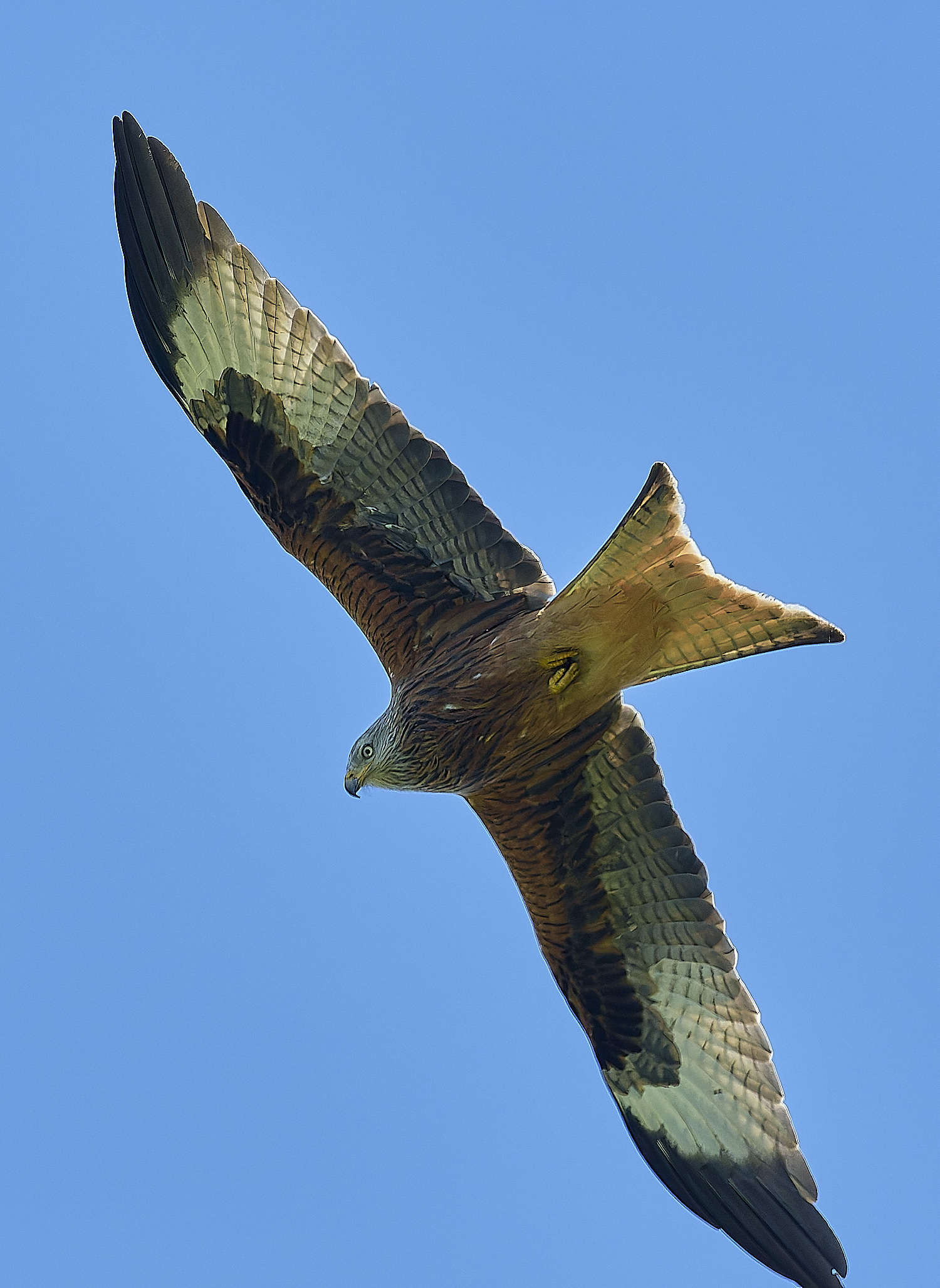 HanworthKite200525-6