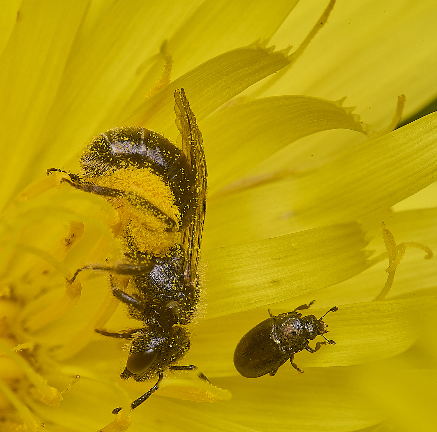 HanworthLasioglossum140625-3 1