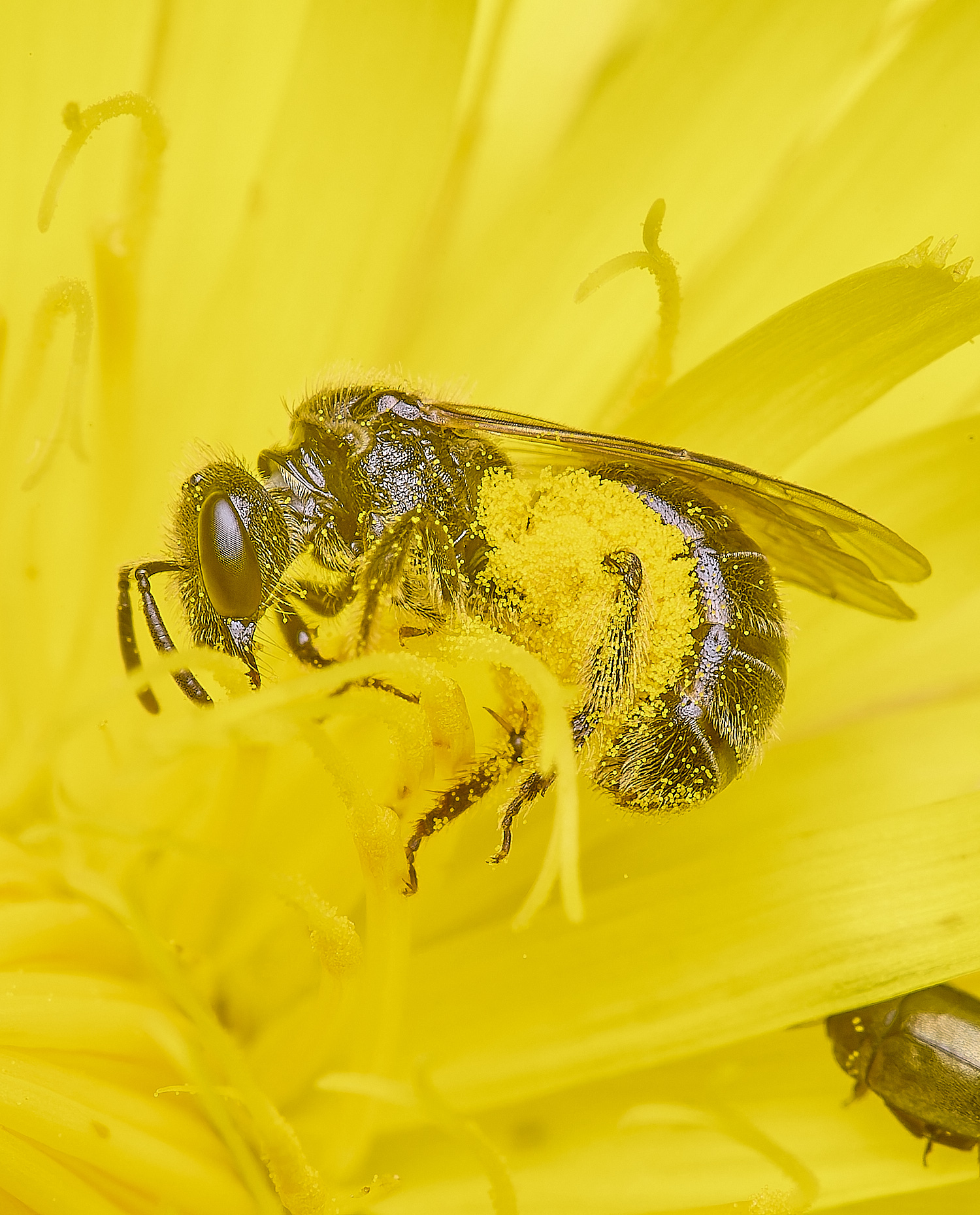 HanworthLasioglossum140625-4 1