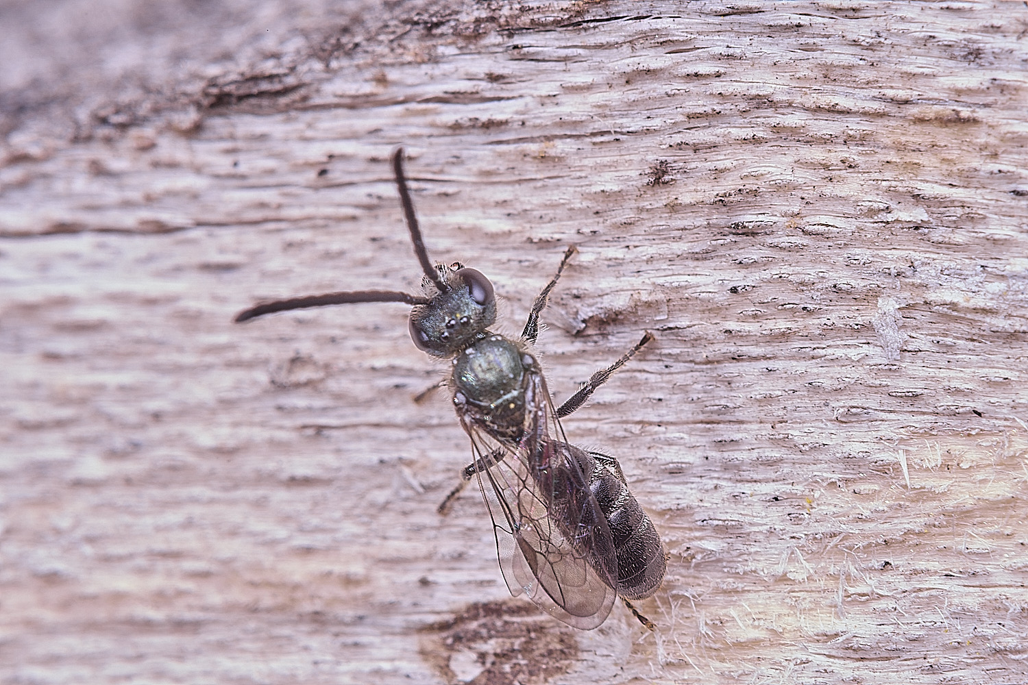 HanworthLasioglpssum020825-1