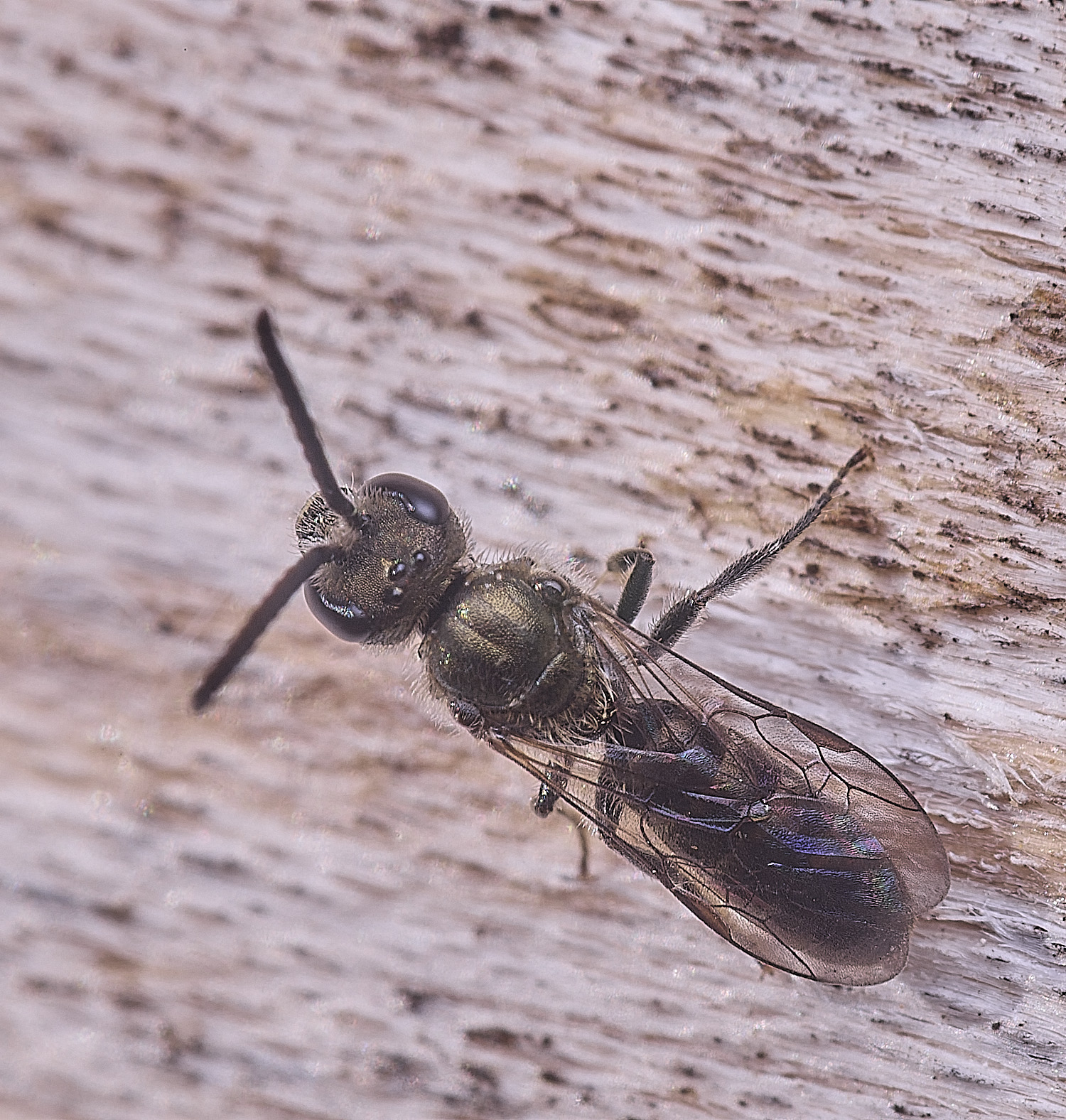 HanworthLassioglossum010825-1