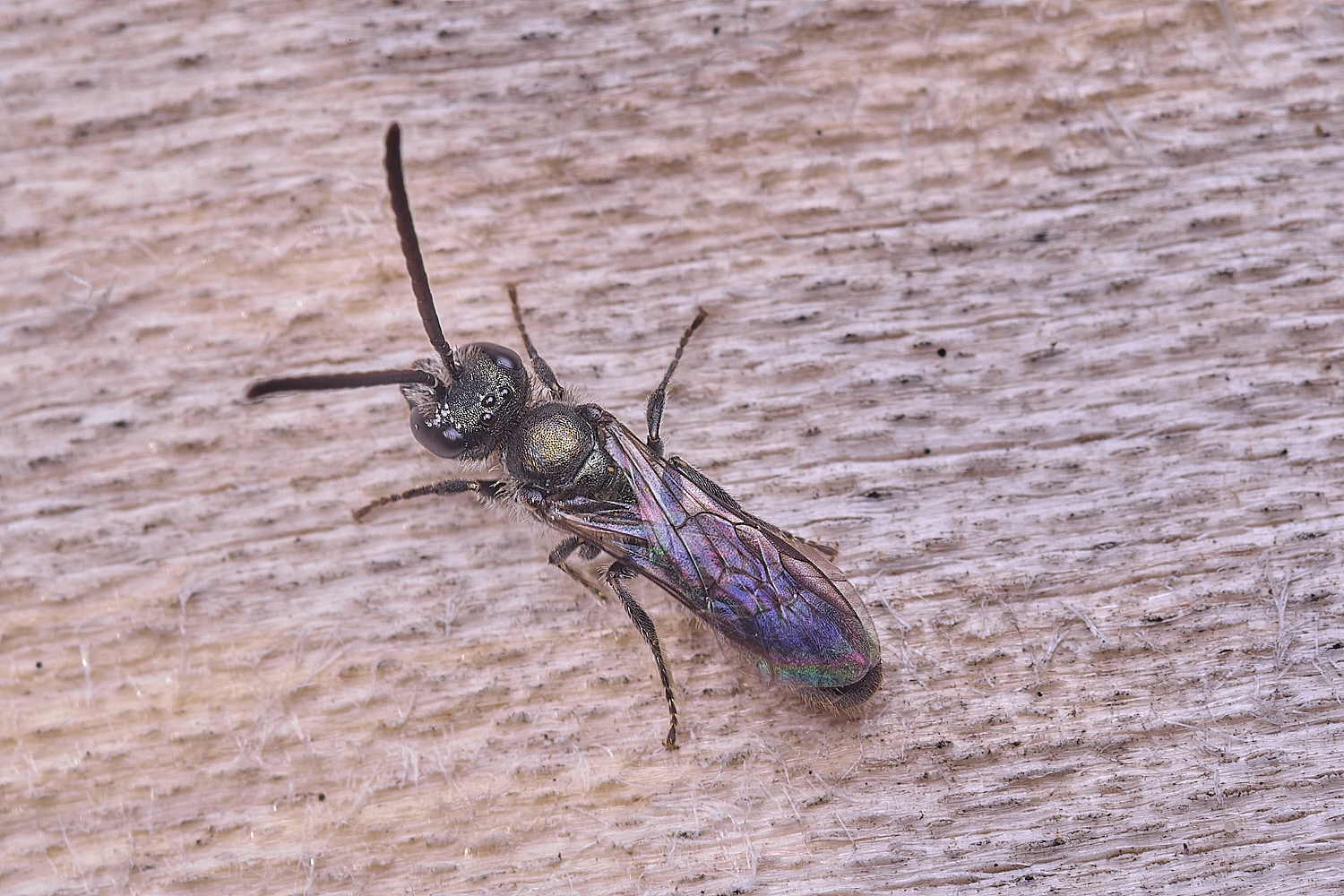 HanworthLassioglossum010825-2