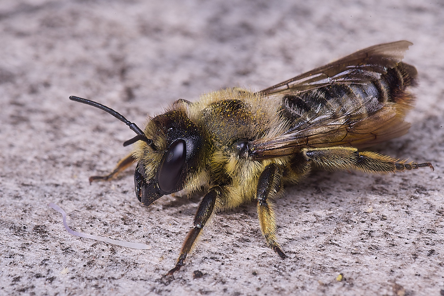 Hanworthligniseca010825-4