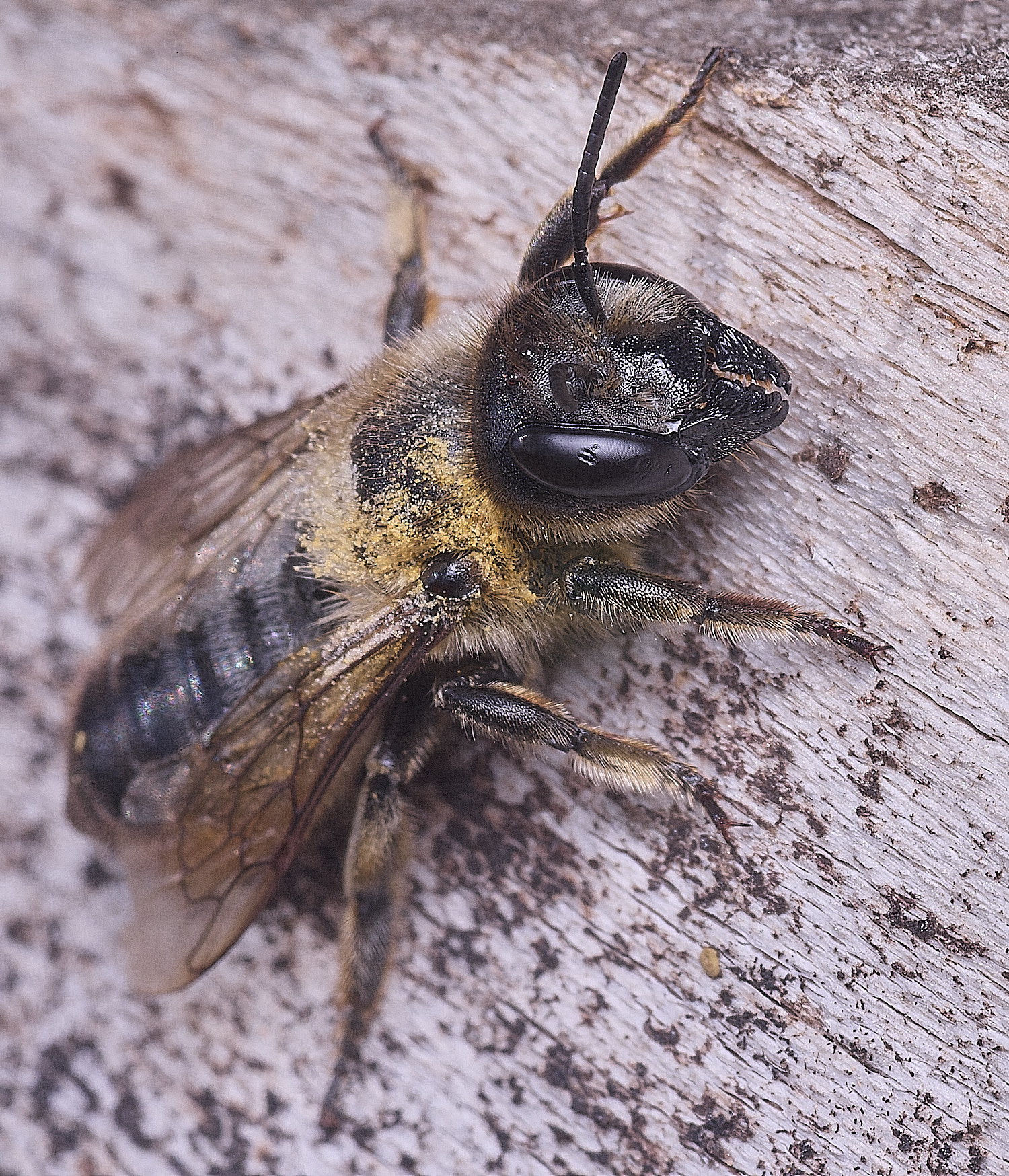 Hanworthligniseca010825-6