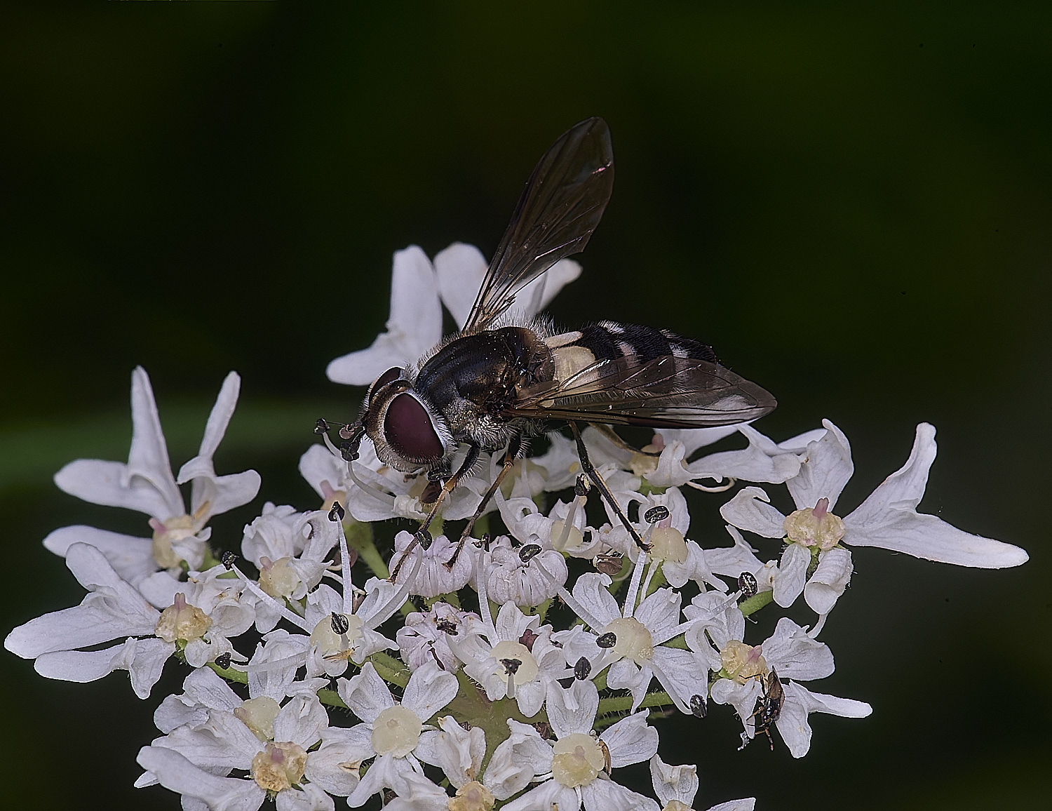 HanworthLlatinaria180725-1