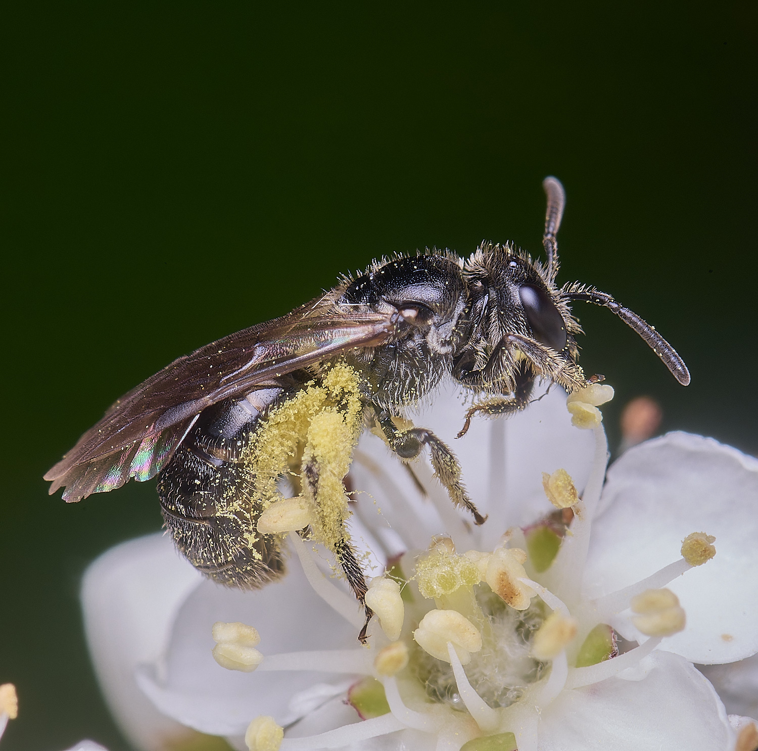 HanworthLmalachrum020625-1