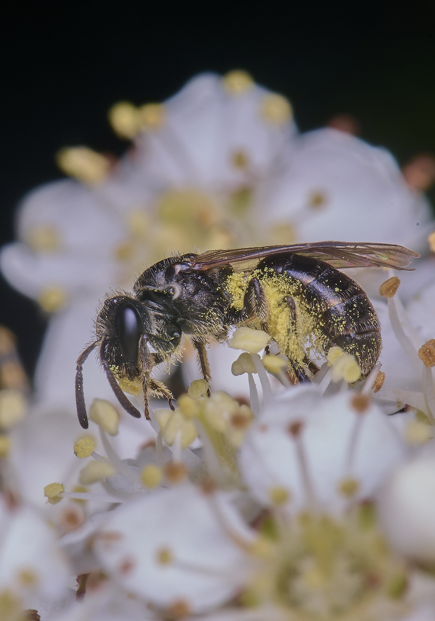 HanworthLmalachrum020625-3