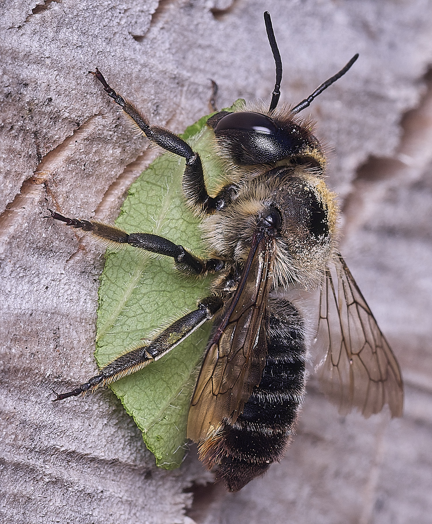 Hanworthlogbiseca010825-7