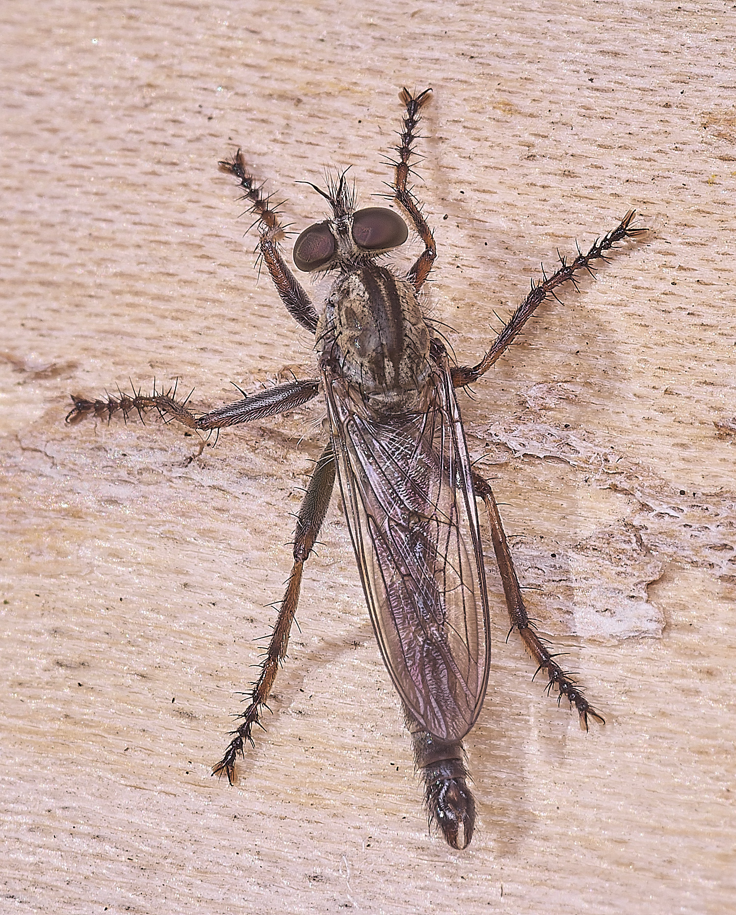 HanworthlRobberfly010825-4 1