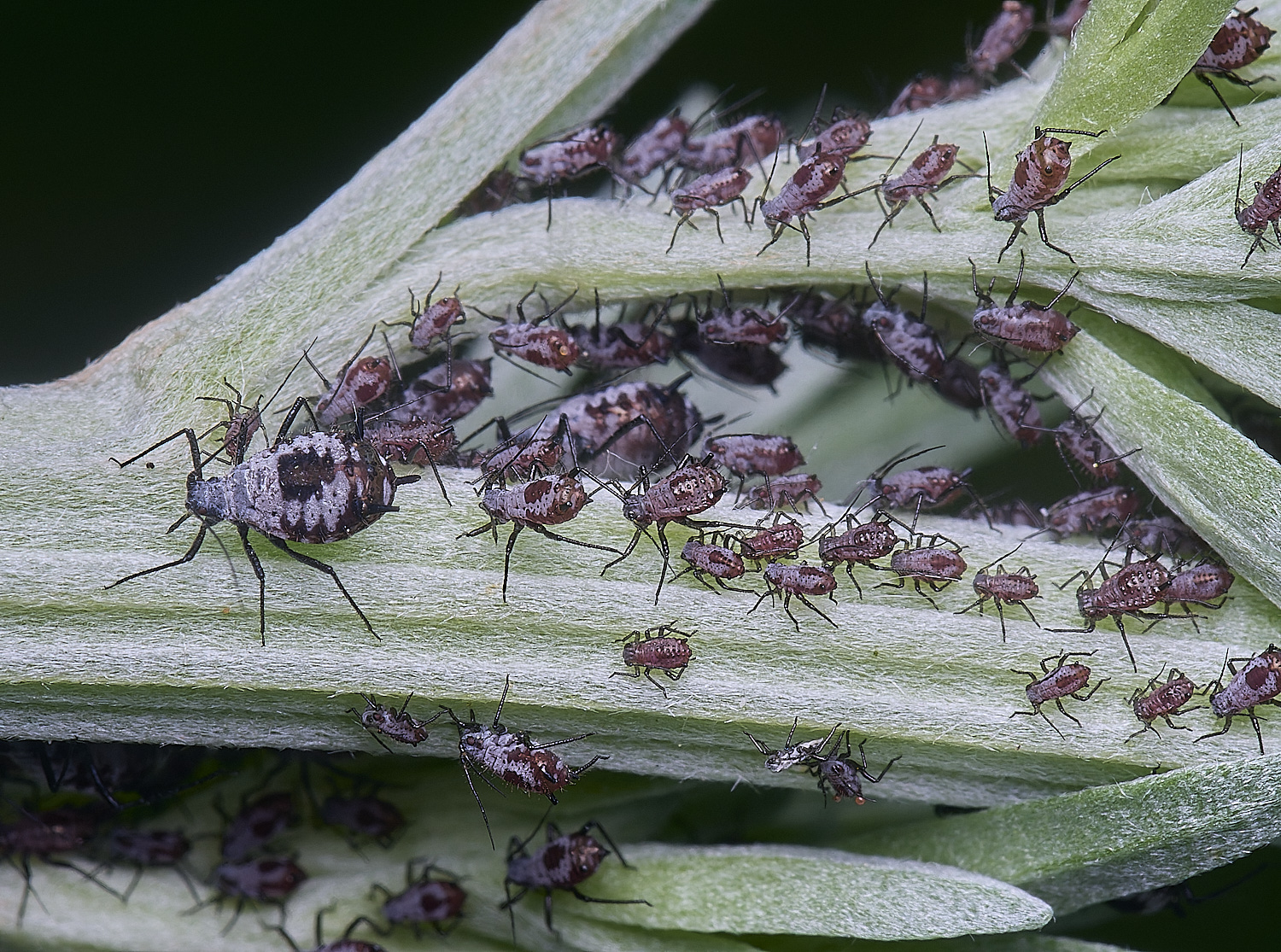 HanworthMabsinthii020625-1