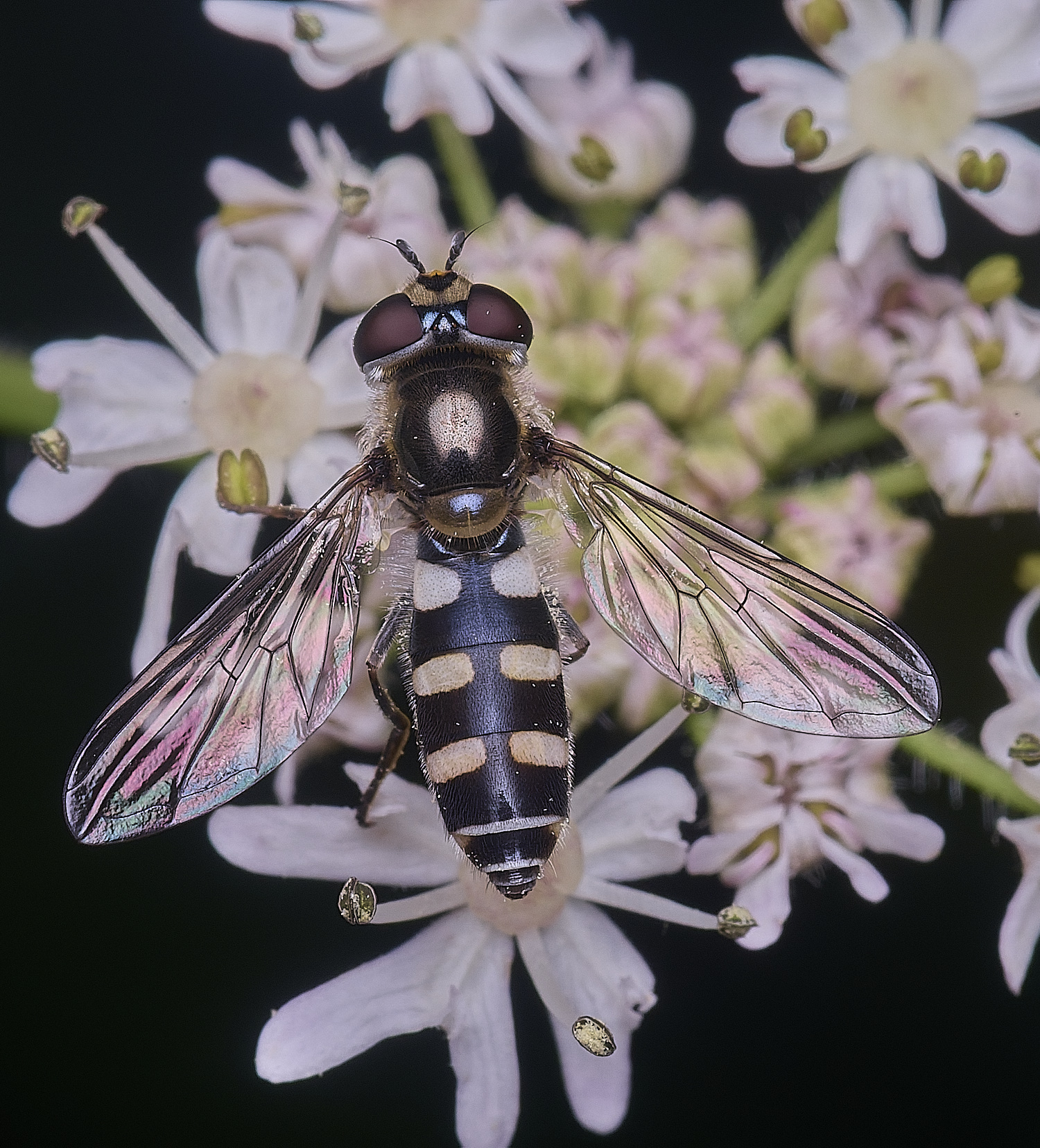 HanworthMelangynaumbellatarum260725-1