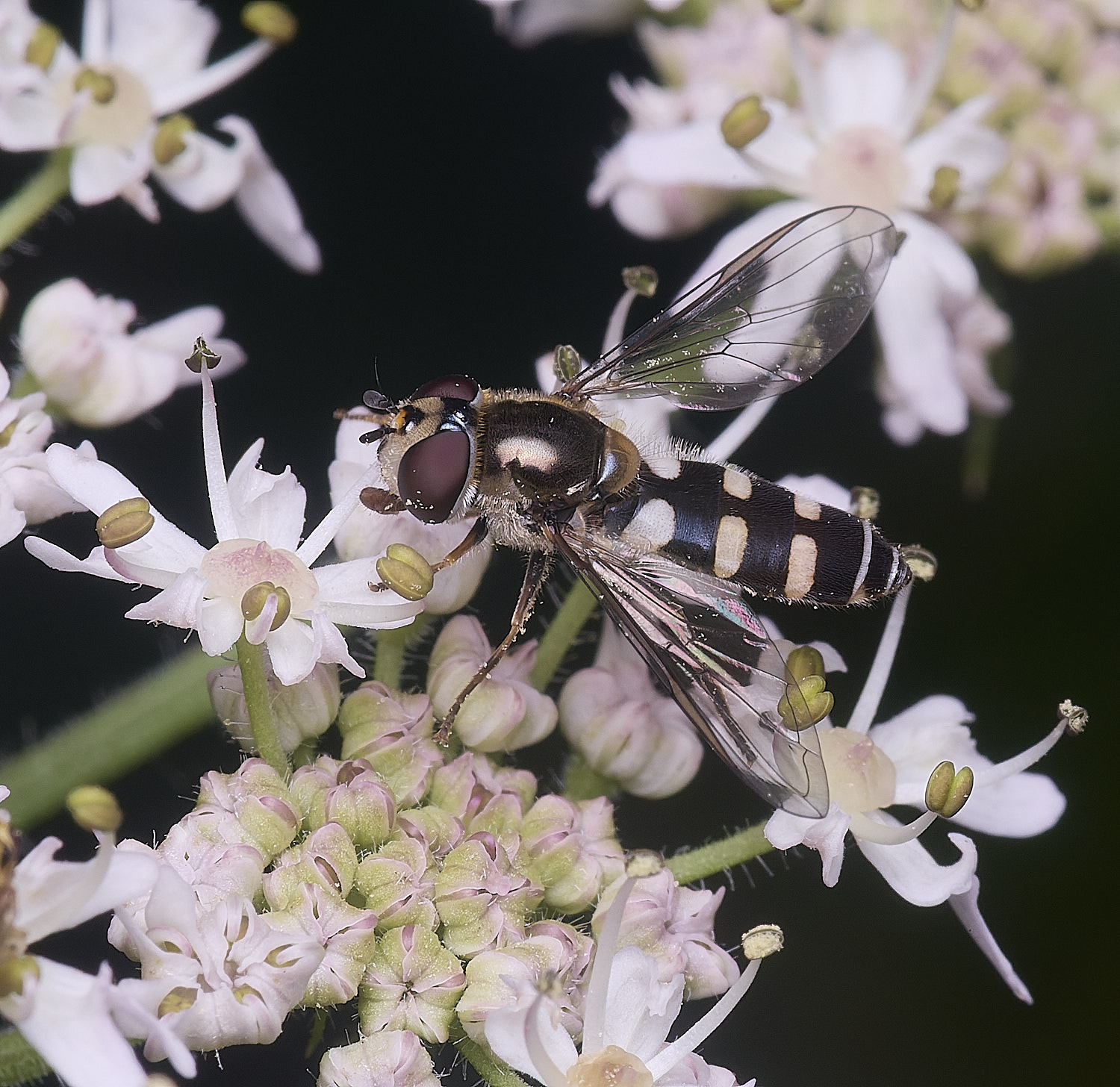 HanworthMelangynaumbellatarum260725-2