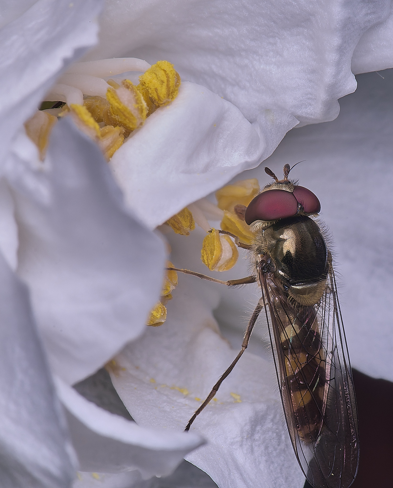 HanworthMeliscaevaauricollis020625-1