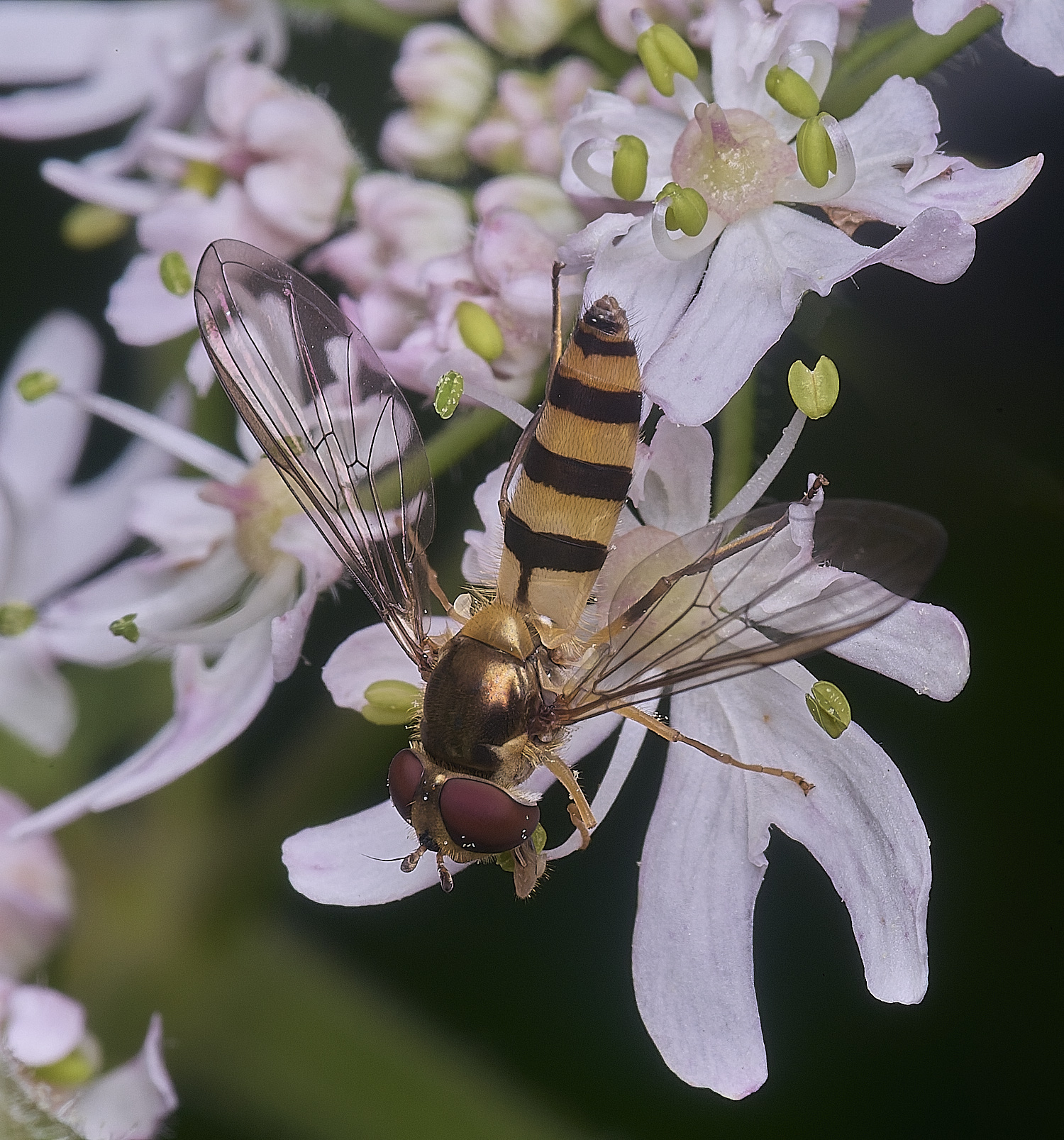 HanworthMeliscaevacincrella260725-1