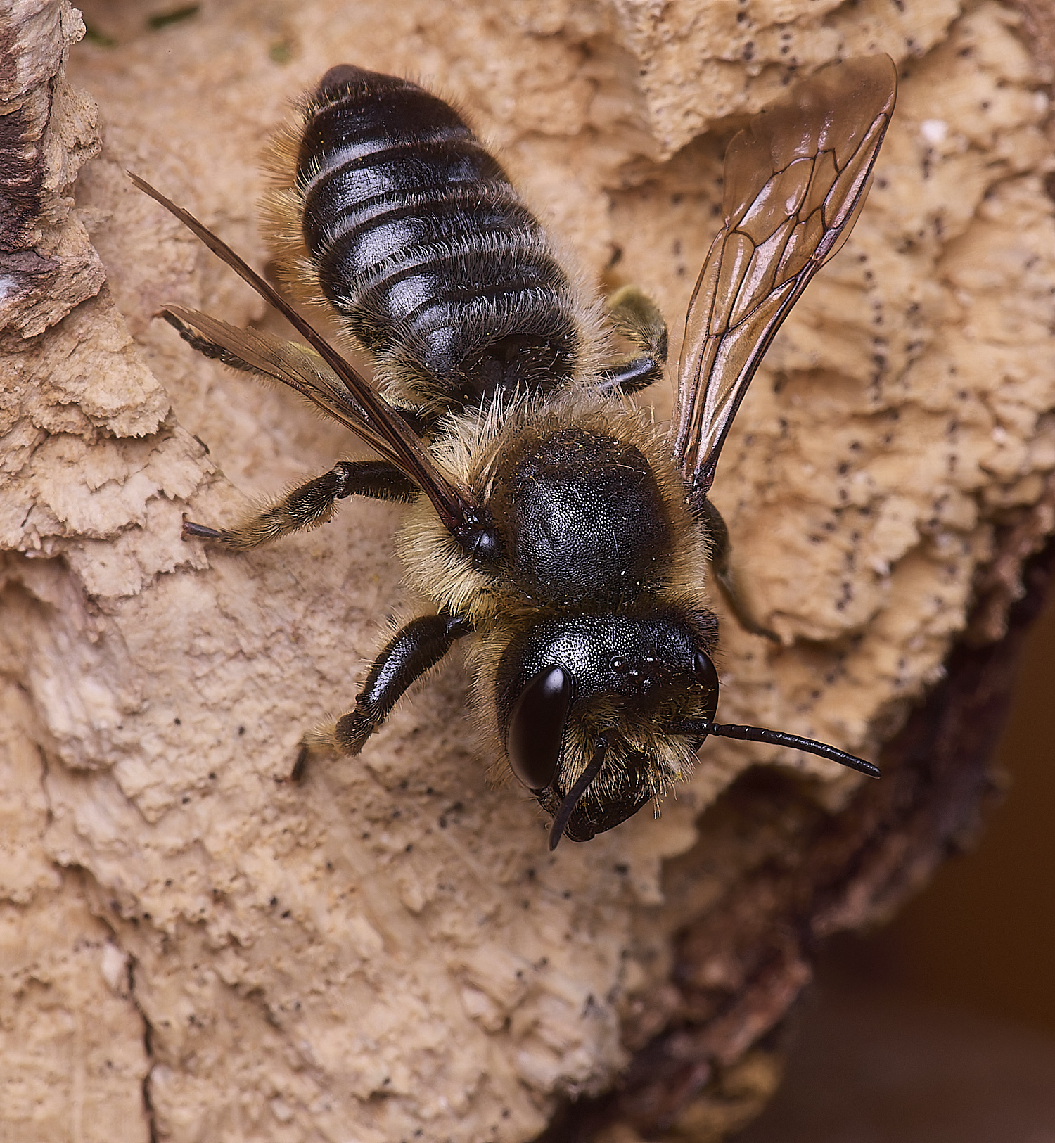 HanworthMligniseca180725-1