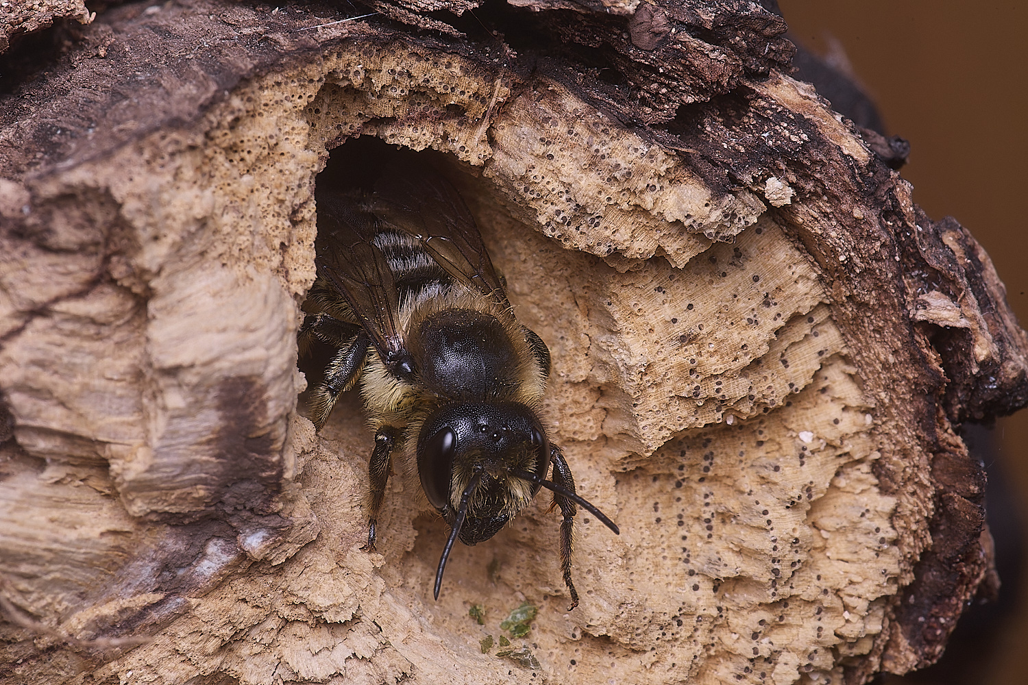 HanworthMligniseca180725-2