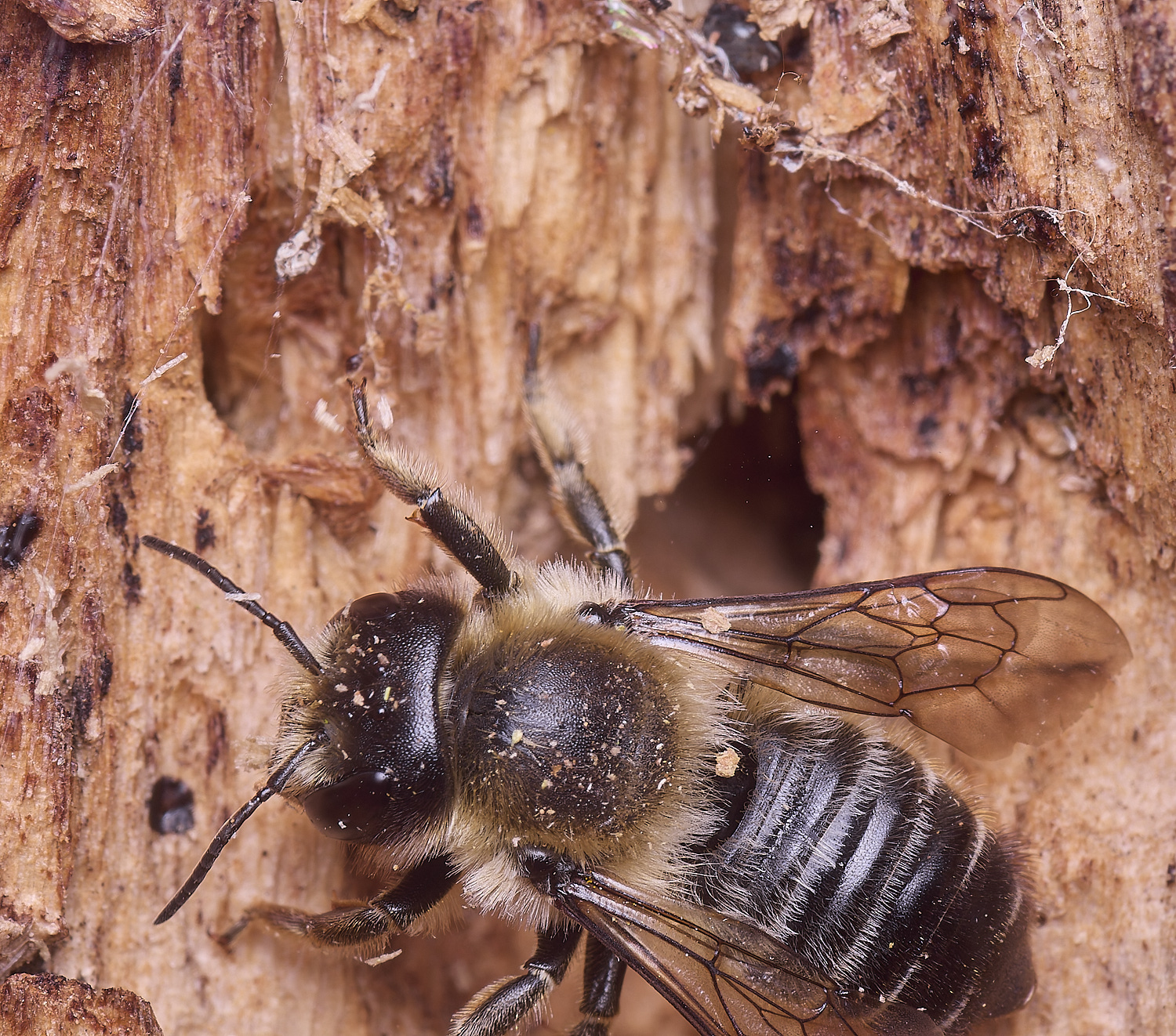 HanworthMligniseca250625-2