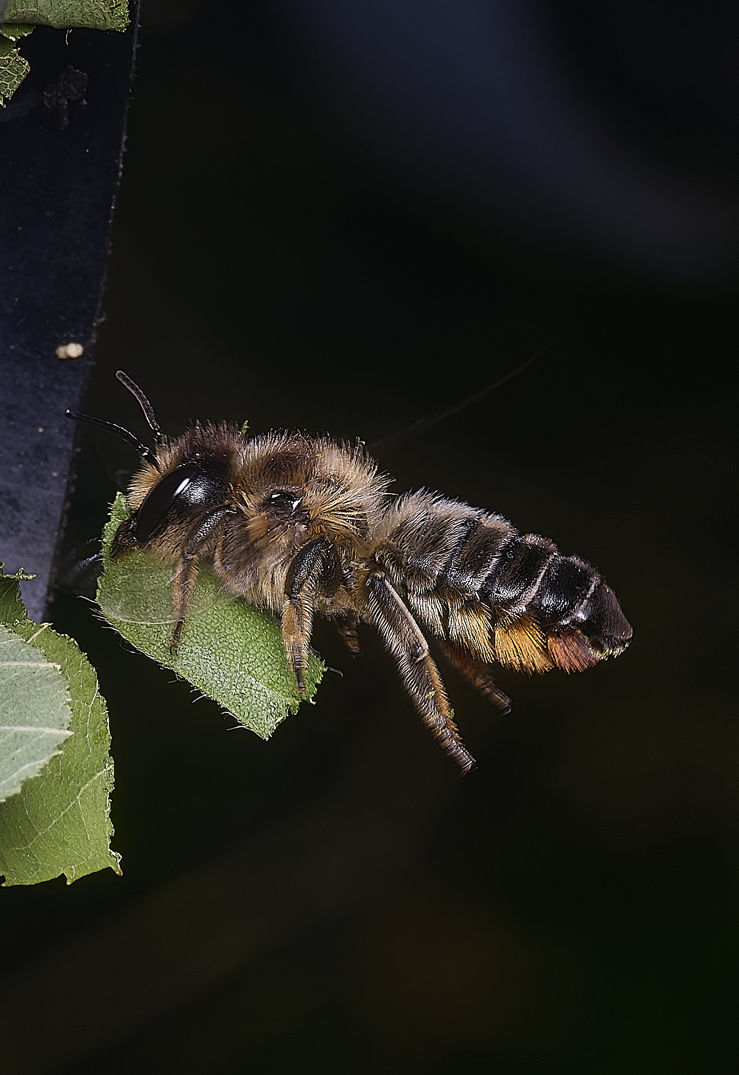 HanworthMligniseca250625-4