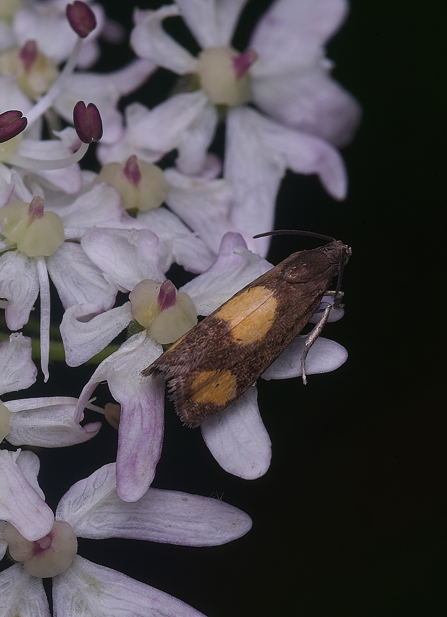 HanworthMoth240725-1