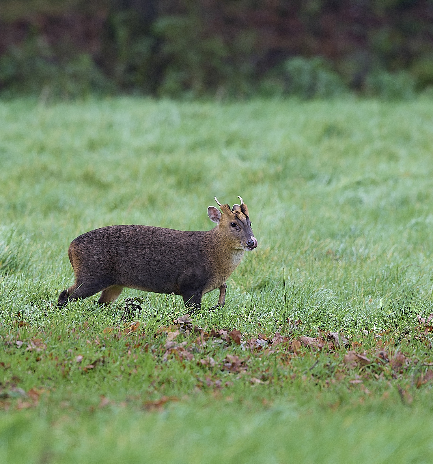 HanworthMuntac171225-1