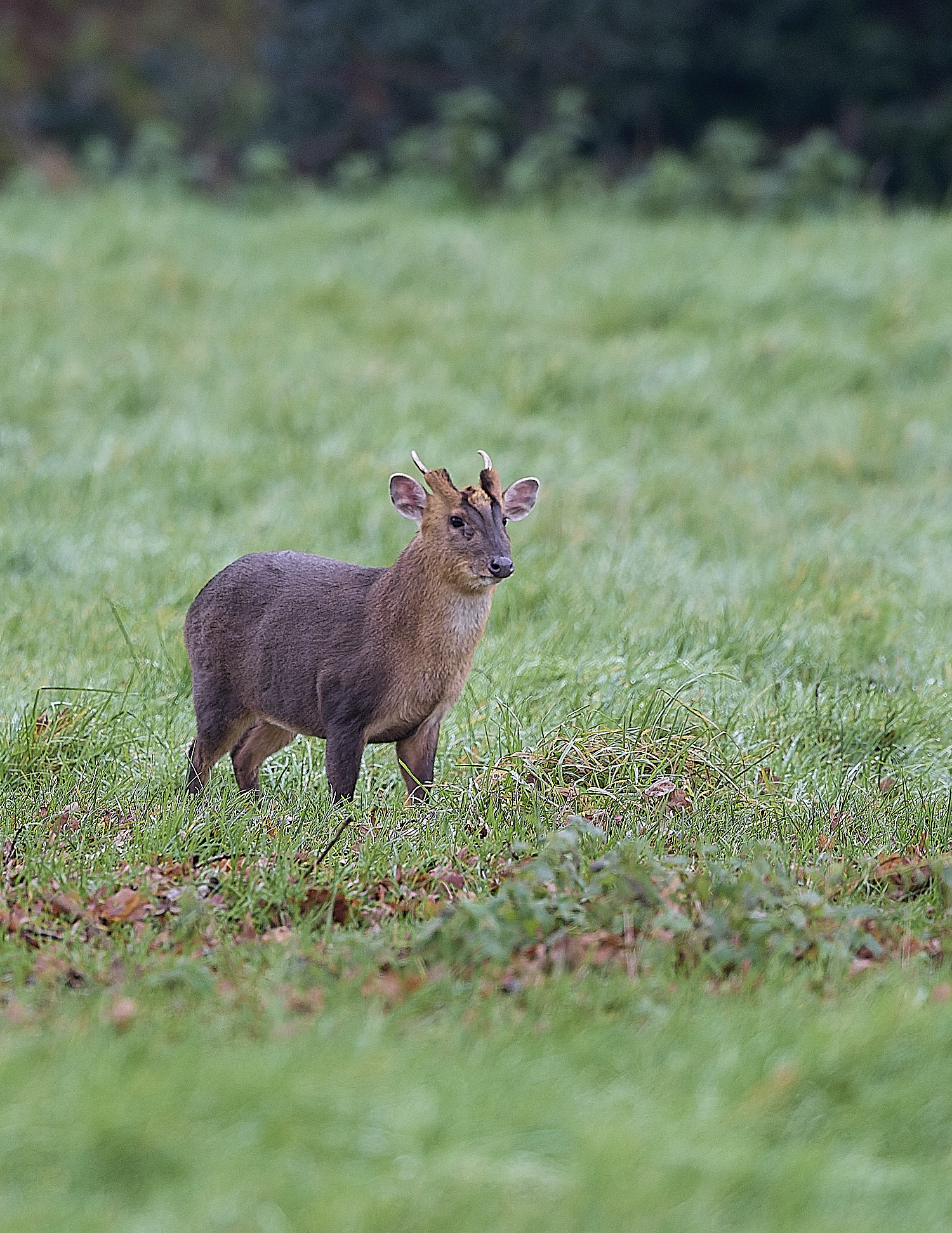 HanworthMuntac171225-2