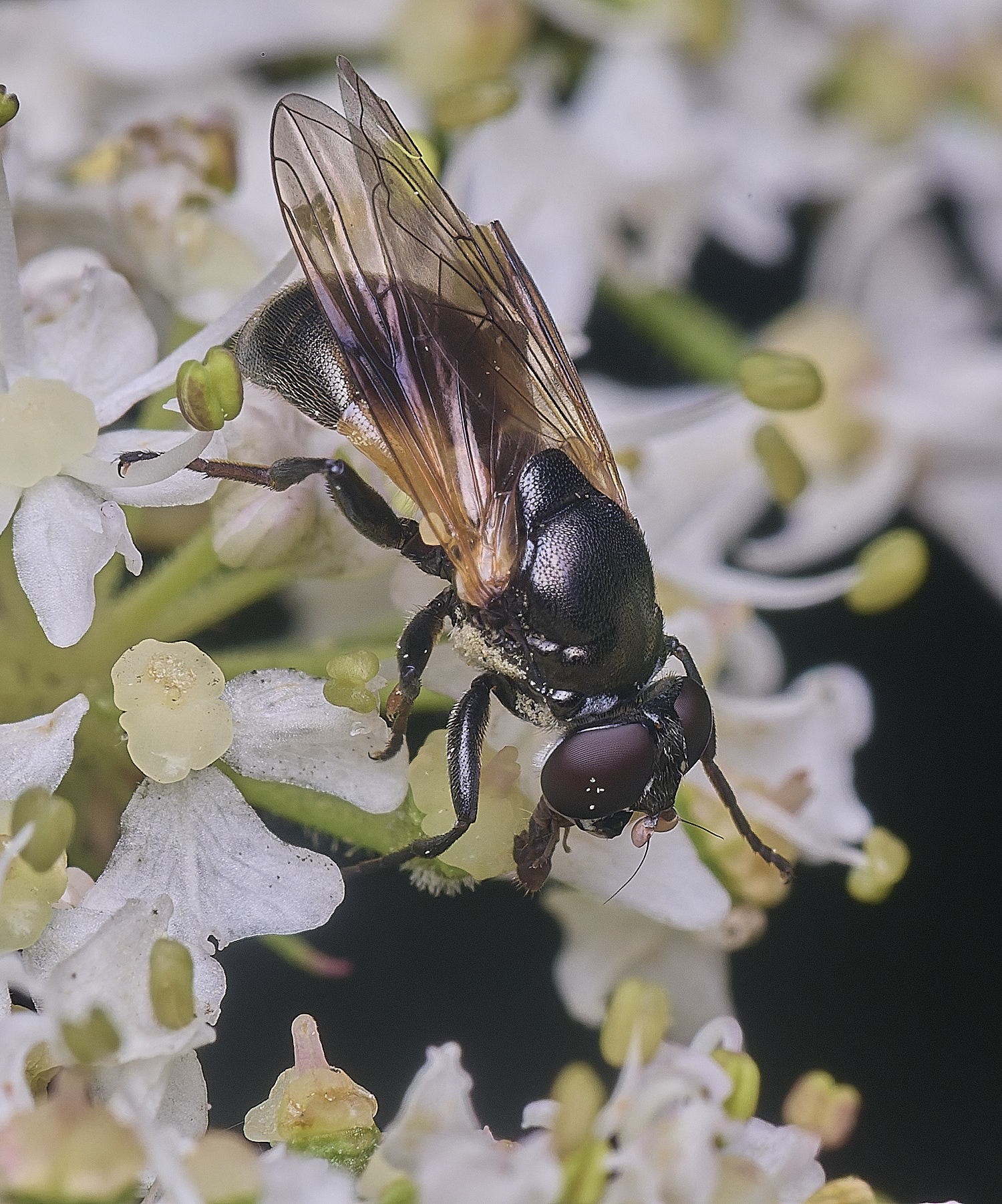 HanworthMyoleptadubia260725-1