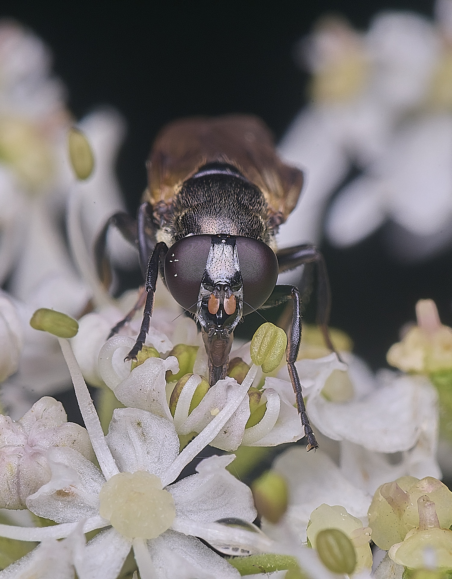 HanworthMyoleptadubia260725-2