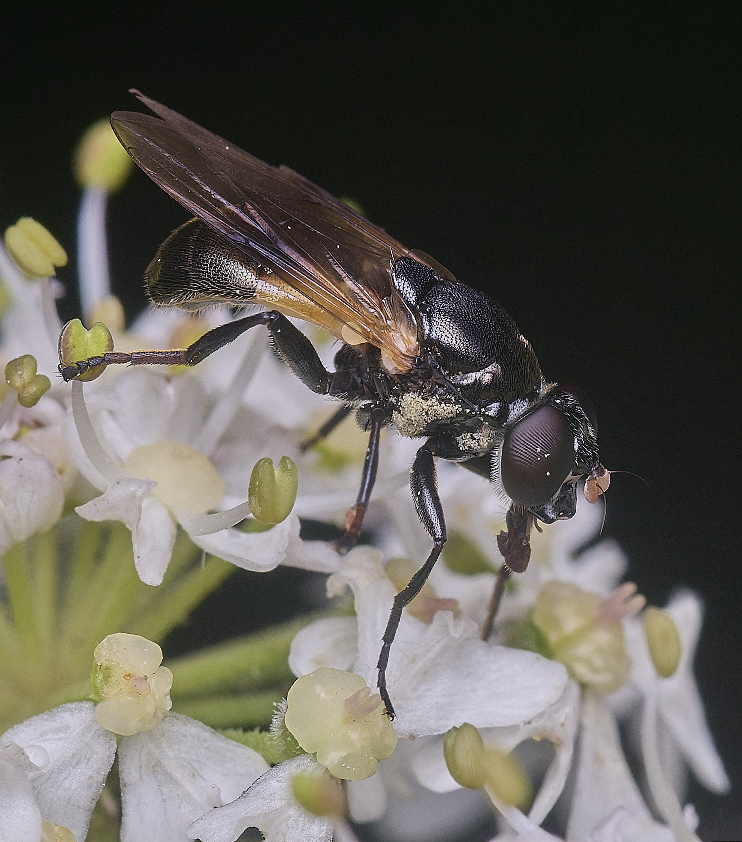 HanworthMyoleptadubia260725-3