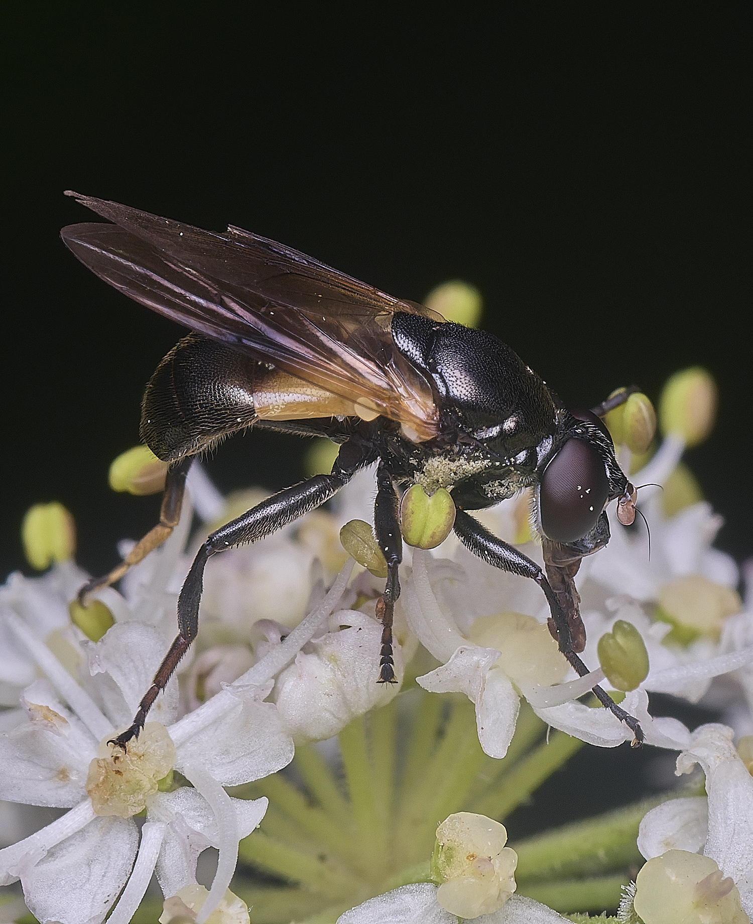 HanworthMyoleptadubia260725-4