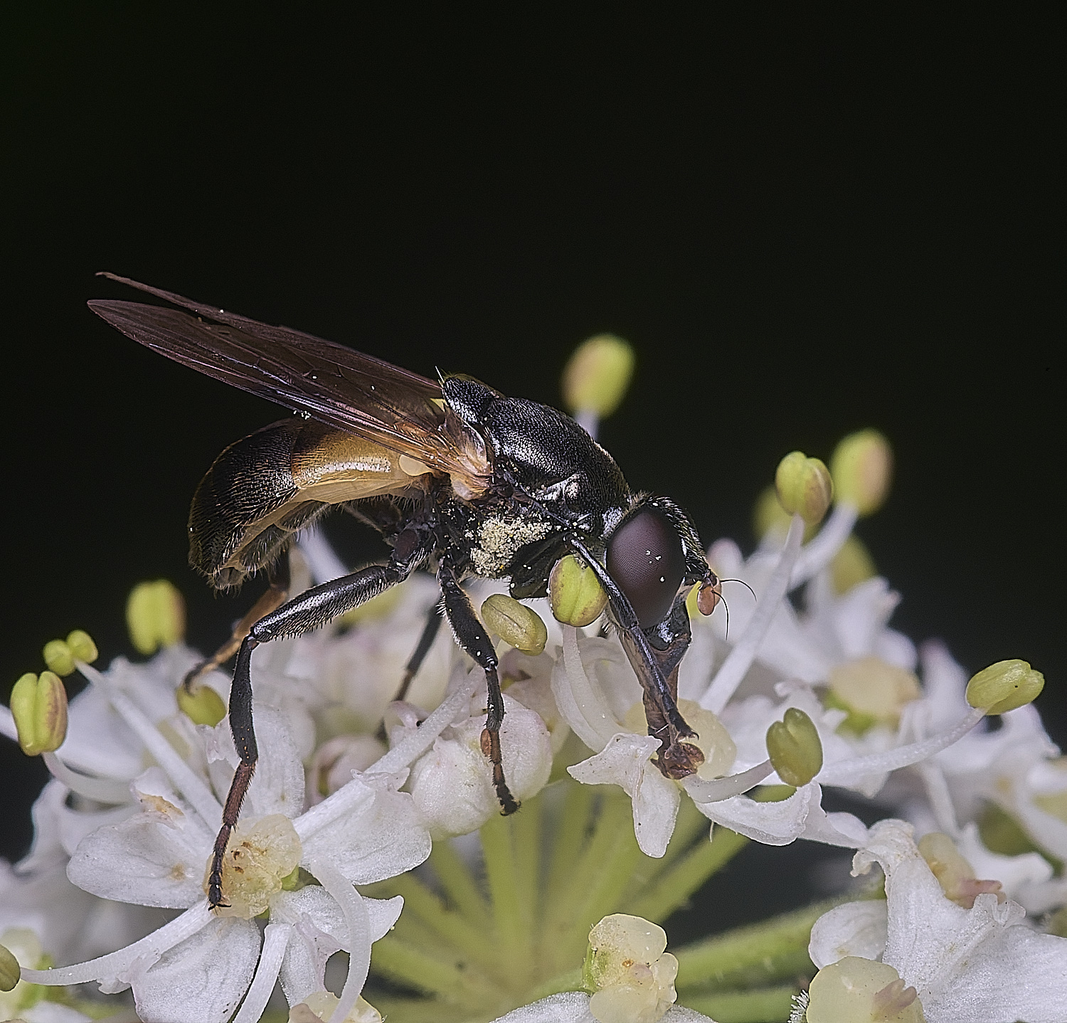 HanworthMyoleptadubia260725-5