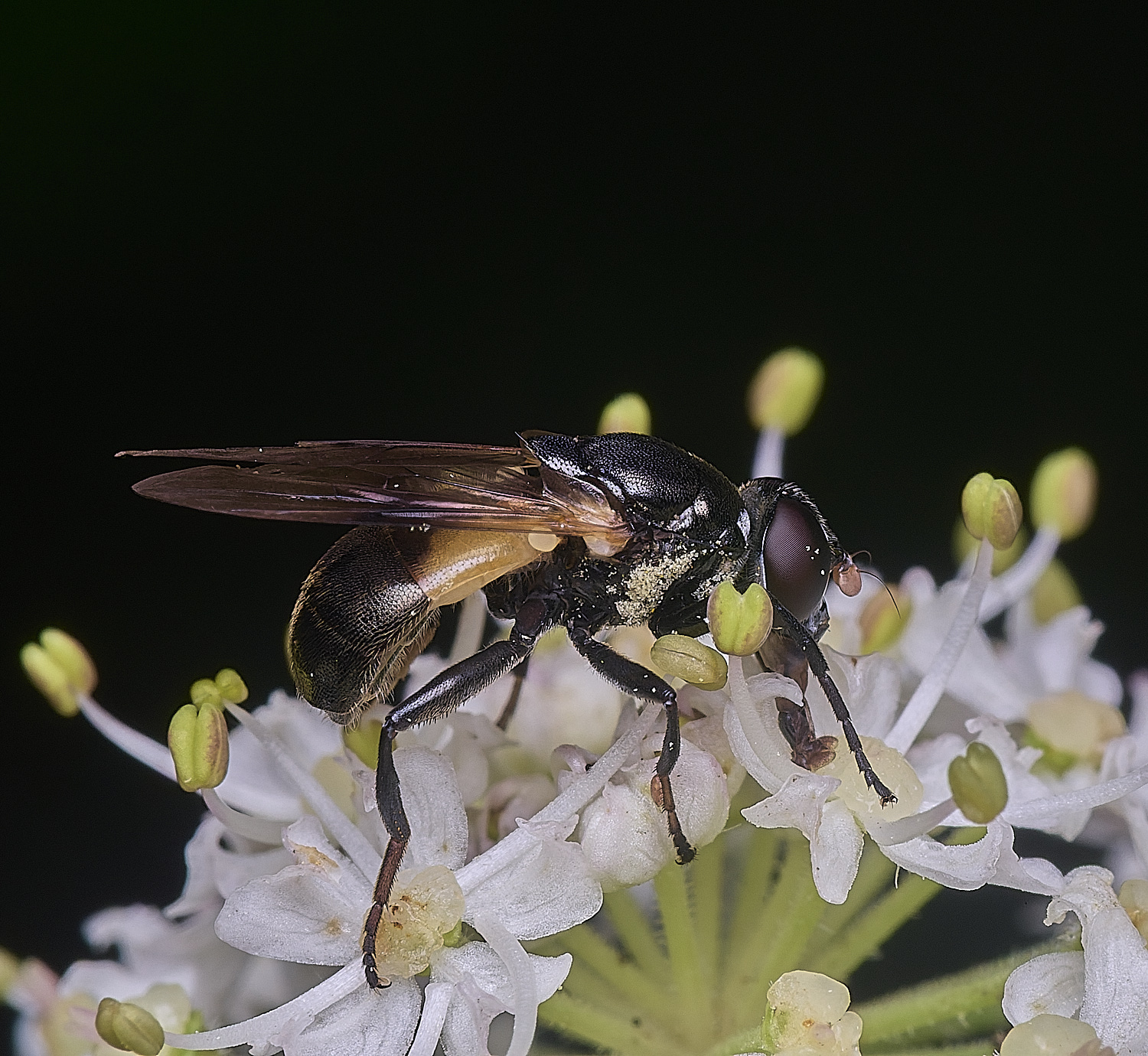 HanworthMyoleptadubia260725-6