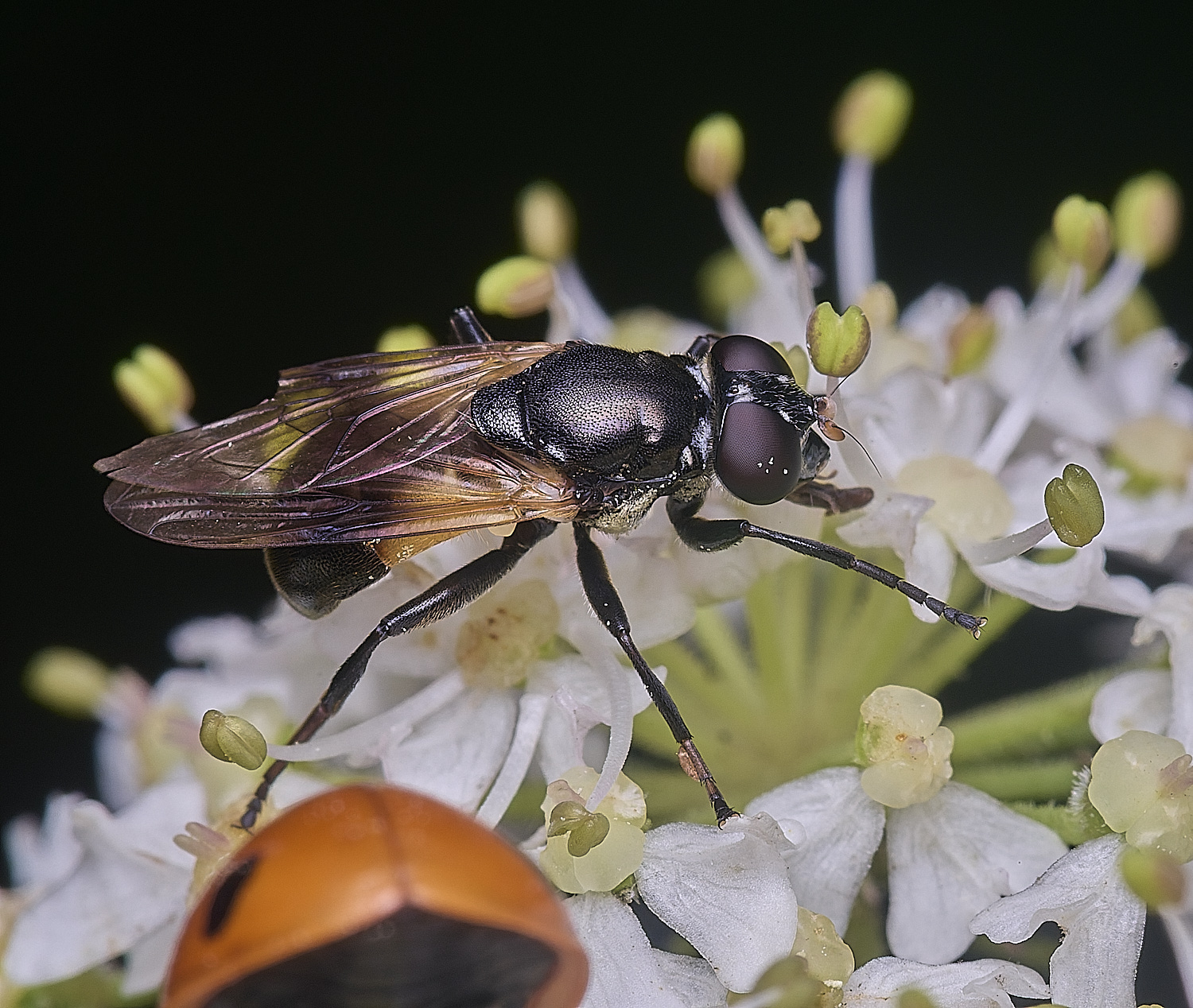 HanworthMyoleptadubia260725-7