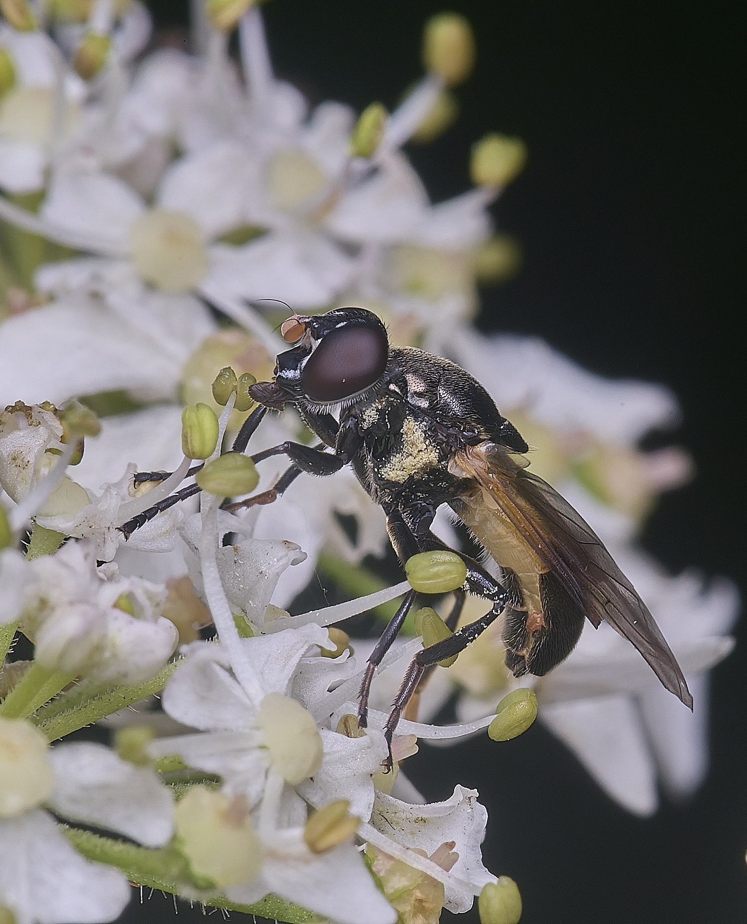 HanworthMyoleptadubia260725-8 1