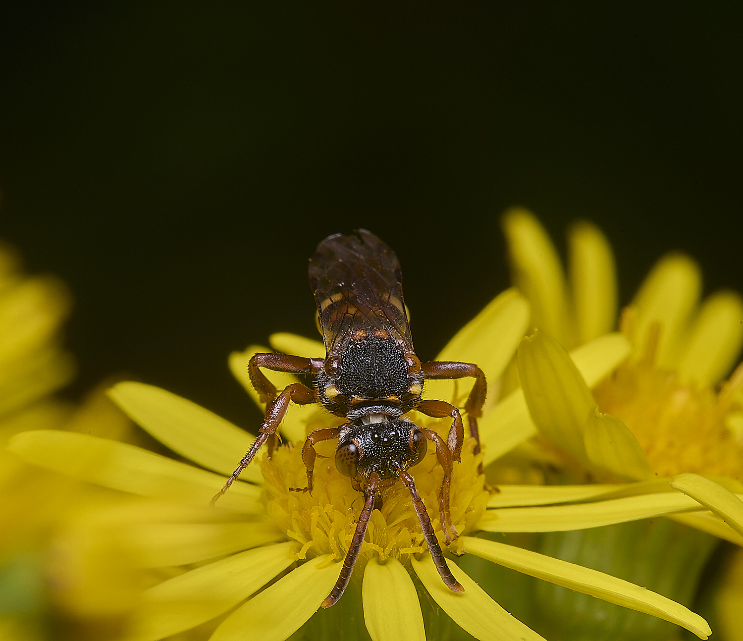 HanworthNomada180627-0