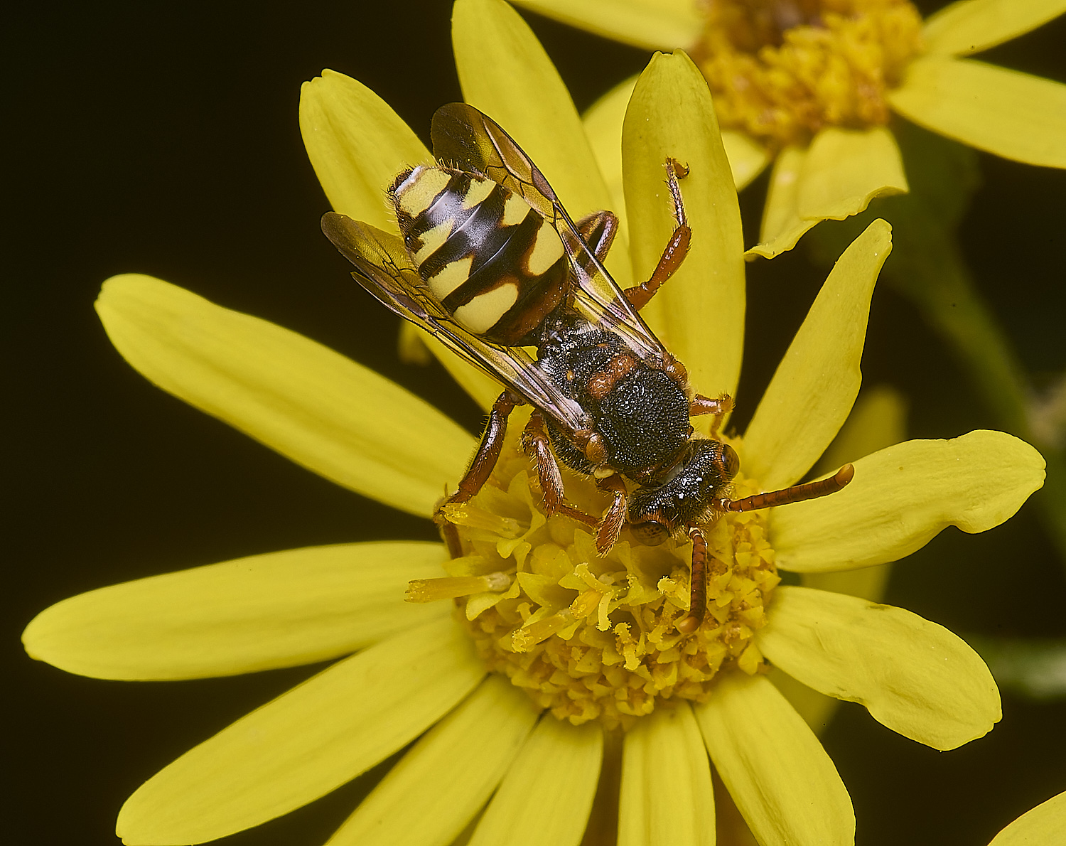 HanworthNomada180725-2