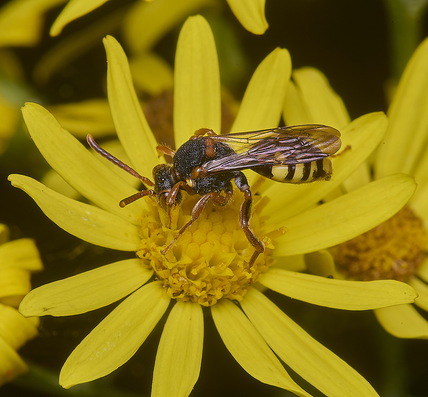 HanworthNomada180725-3
