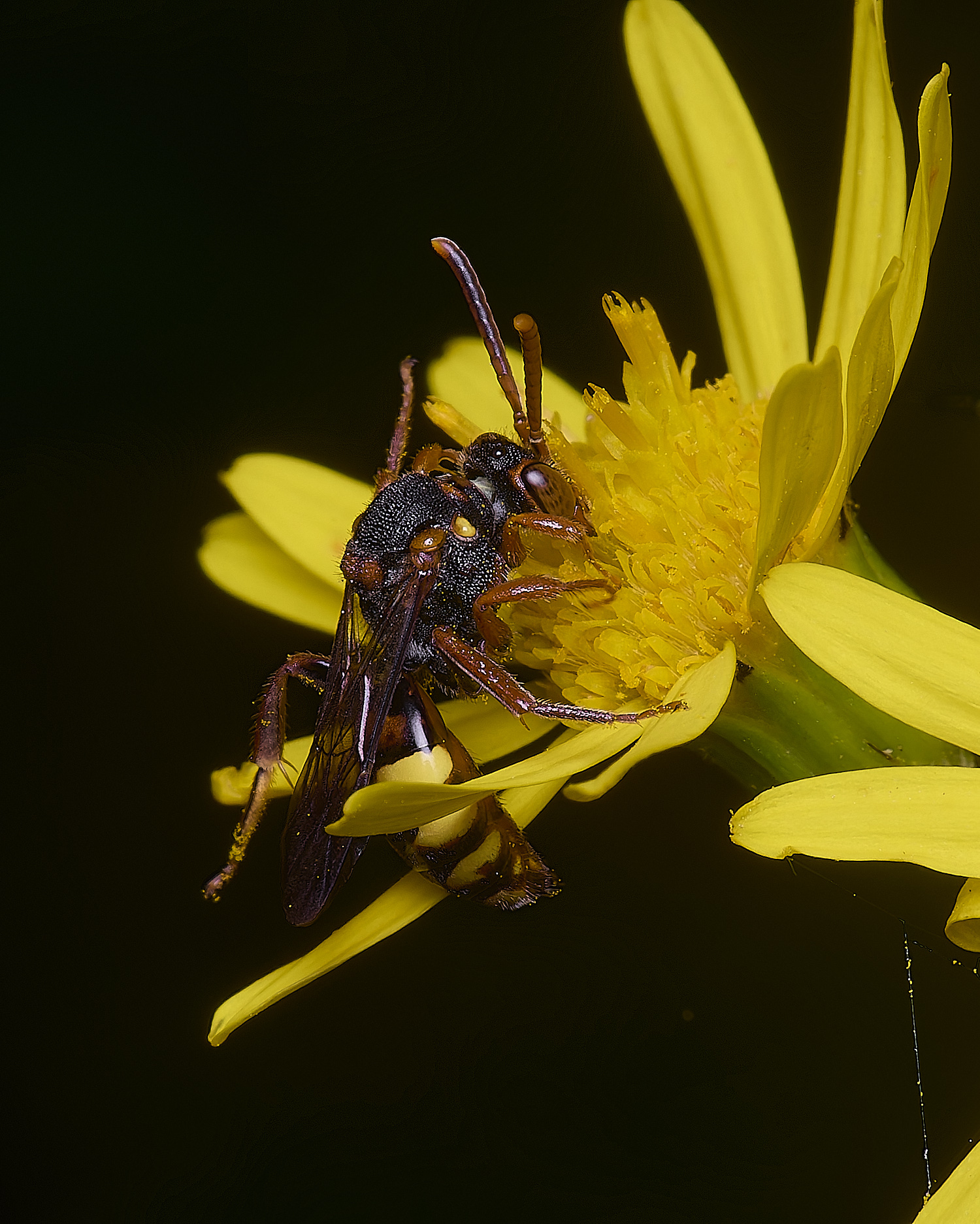 HanworthNomada180725-4