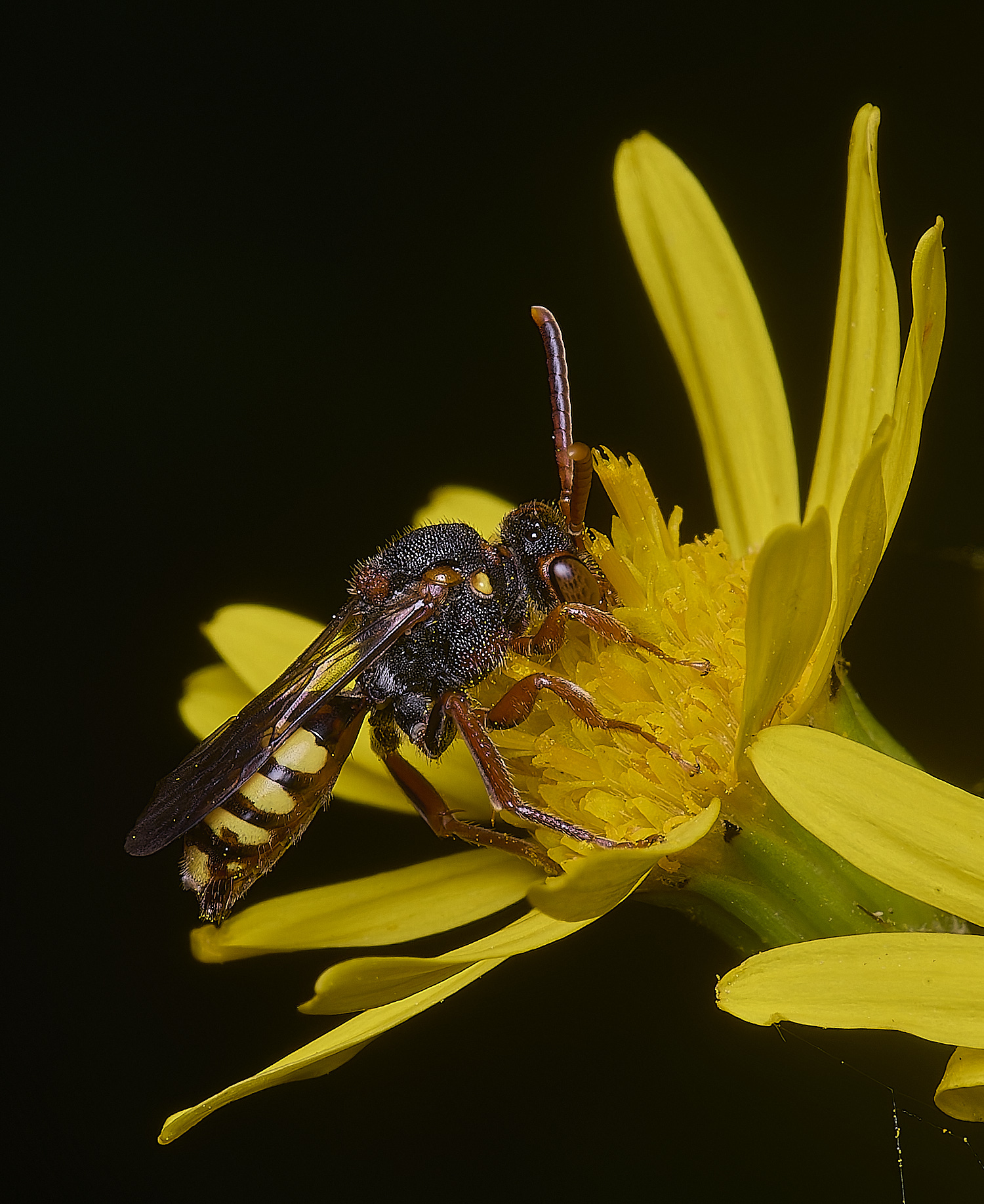 HanworthNomada180725-5