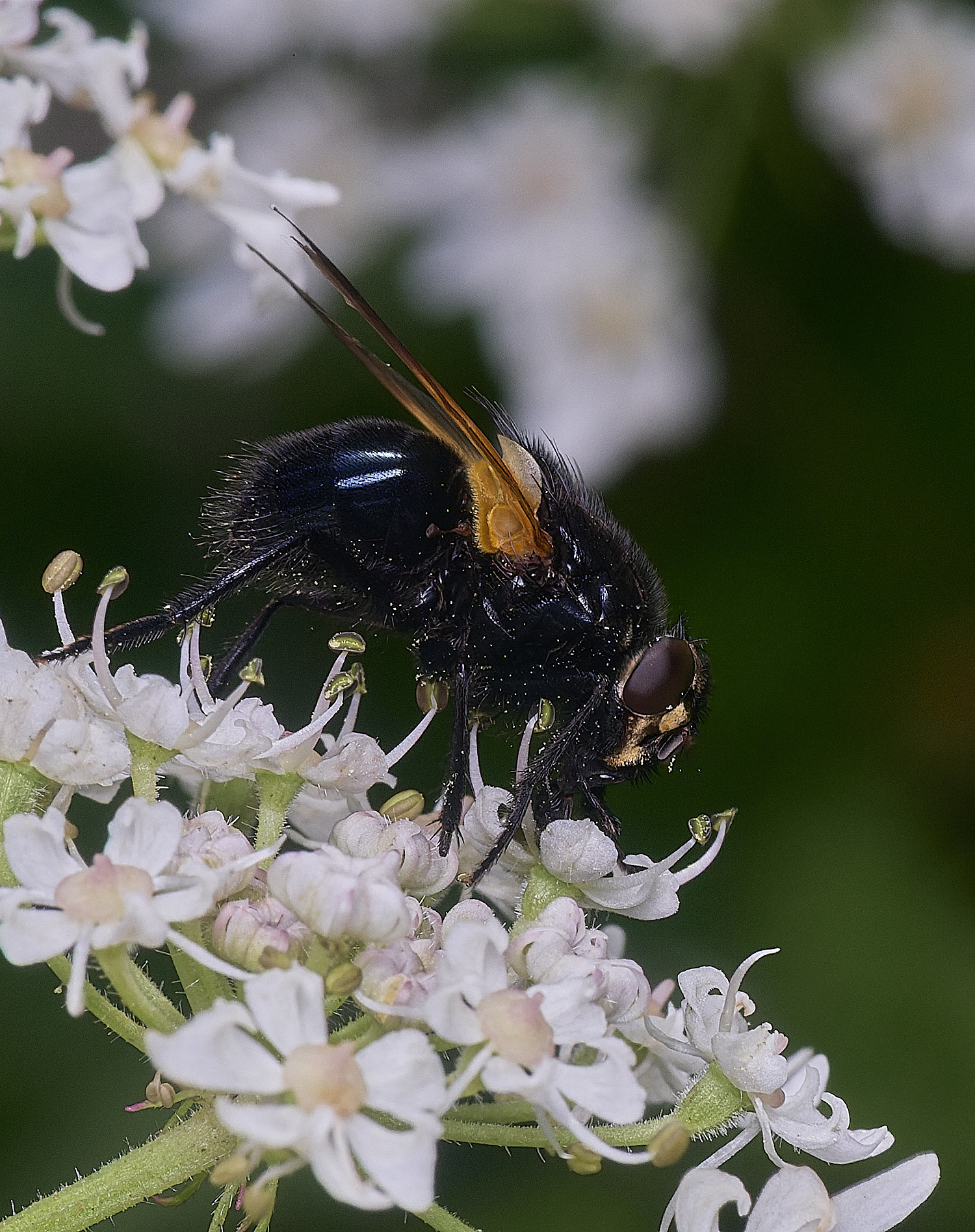 HanworthNoonFly250725-2